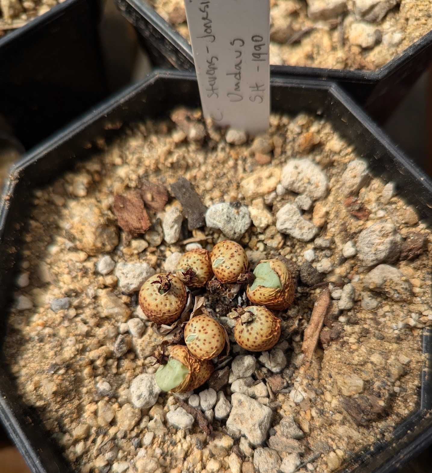 cono stevens aug 24 conophytum stevens-jonesianum
