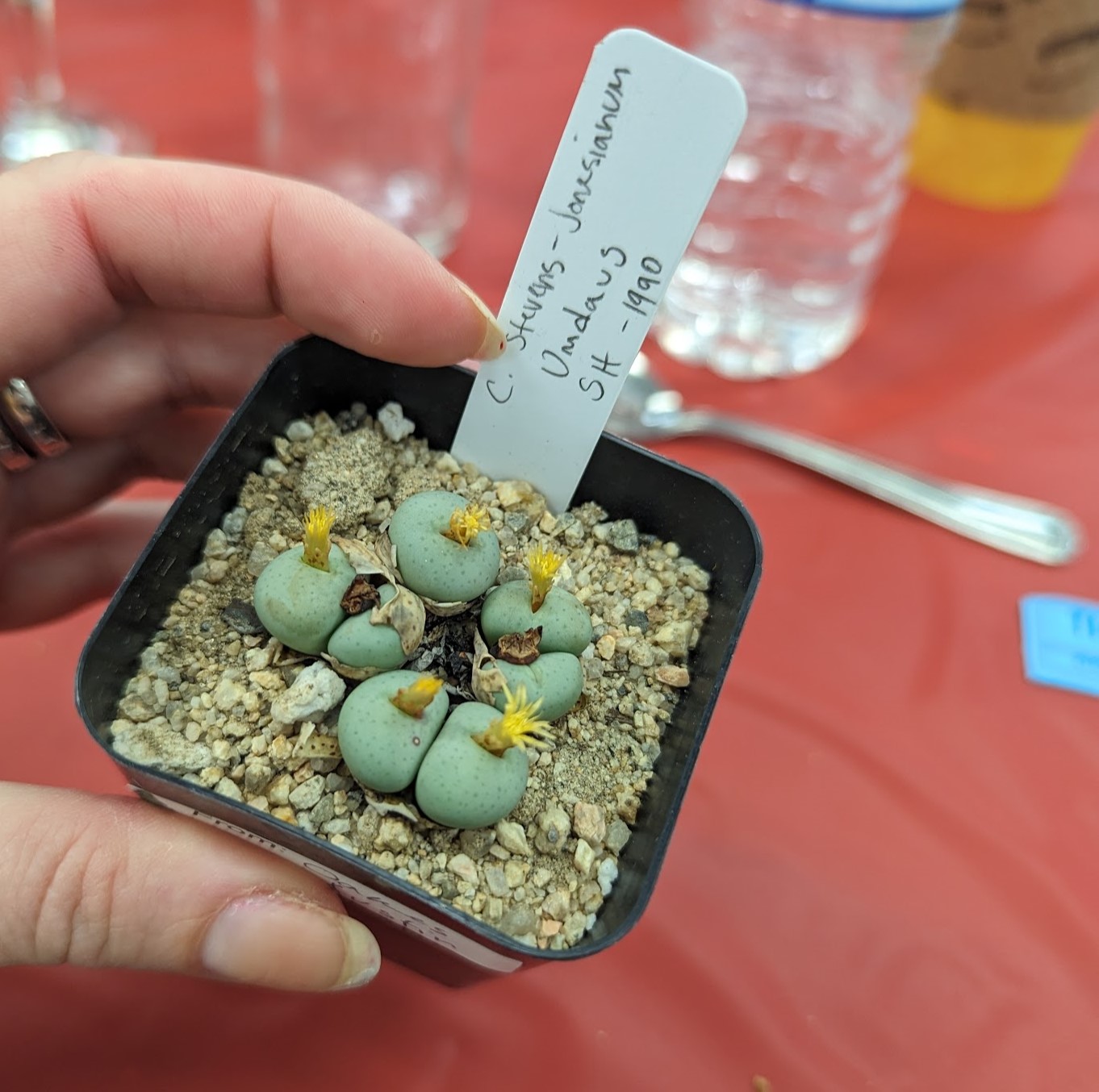 cono stevens dec 9 23 conophytum stevens-jonesianum
