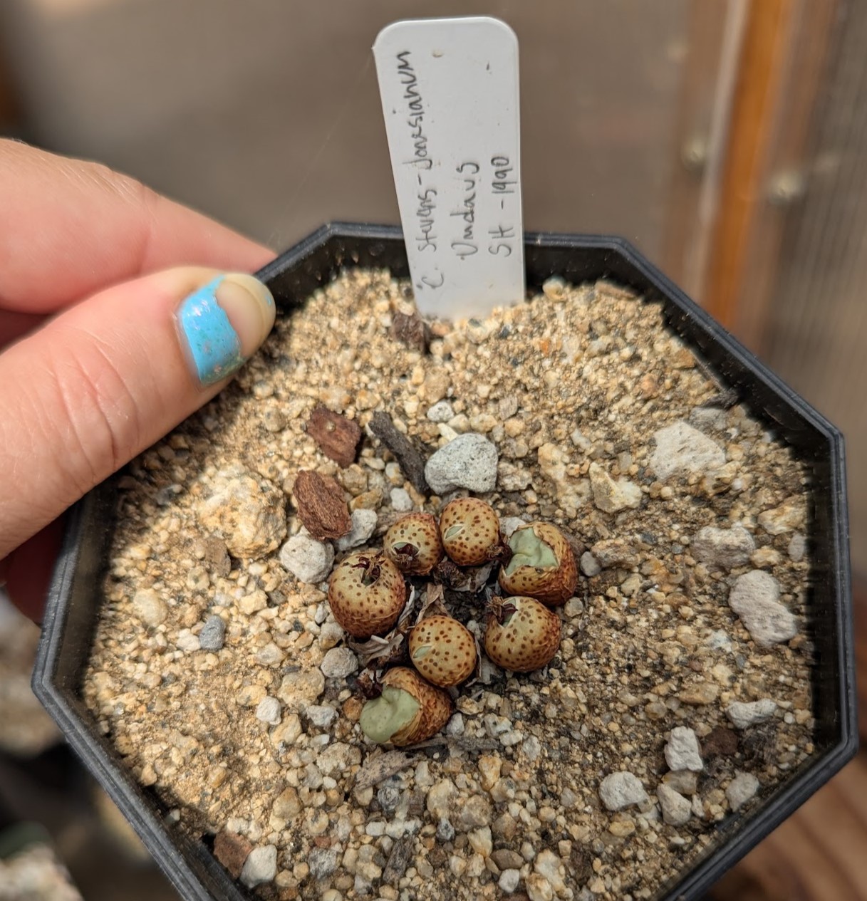cono stevens july 29 24 Conophytum stevens-jonesianum