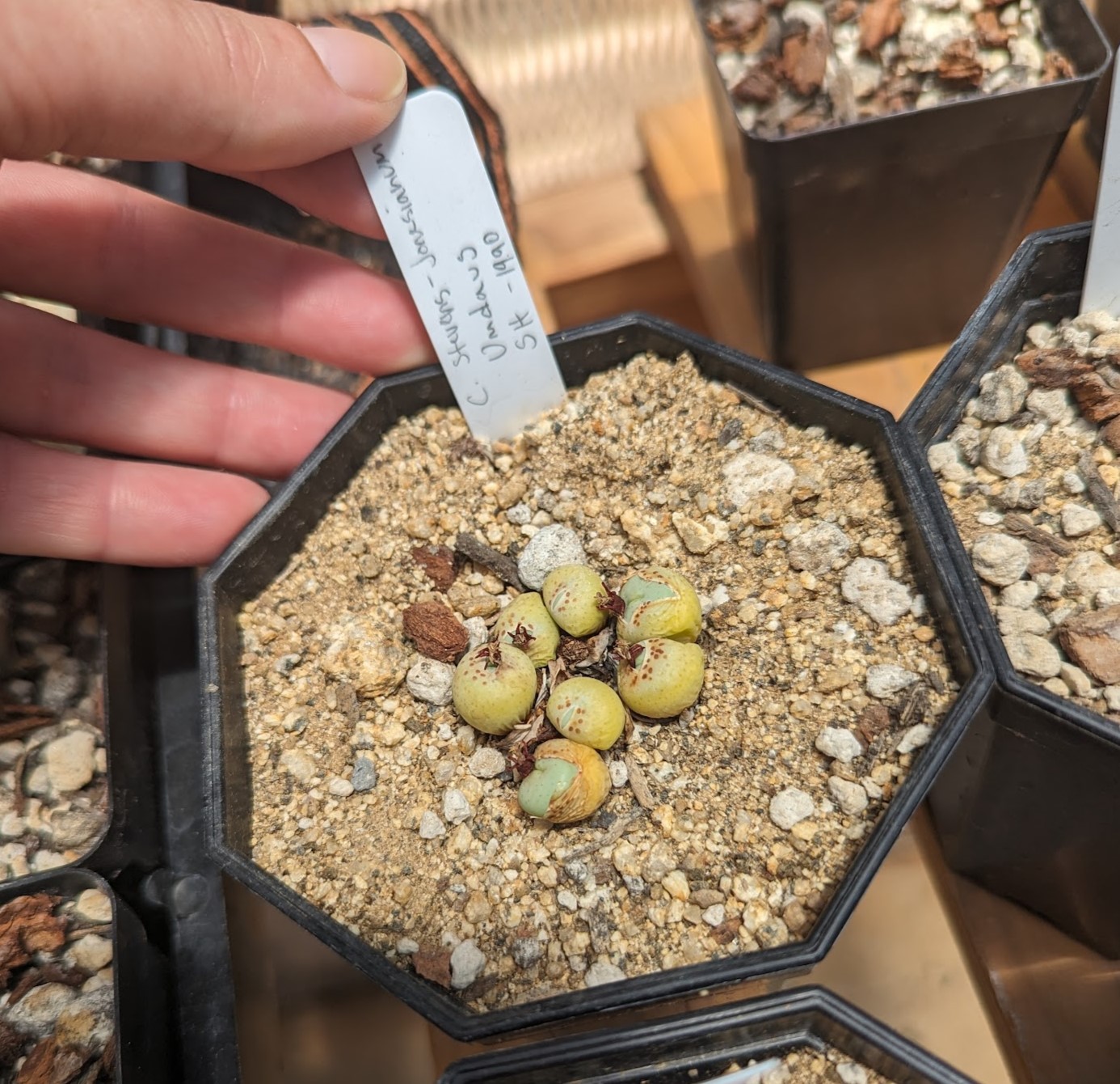 cono stevens june 5 24 conophytum stevens-jonesianum