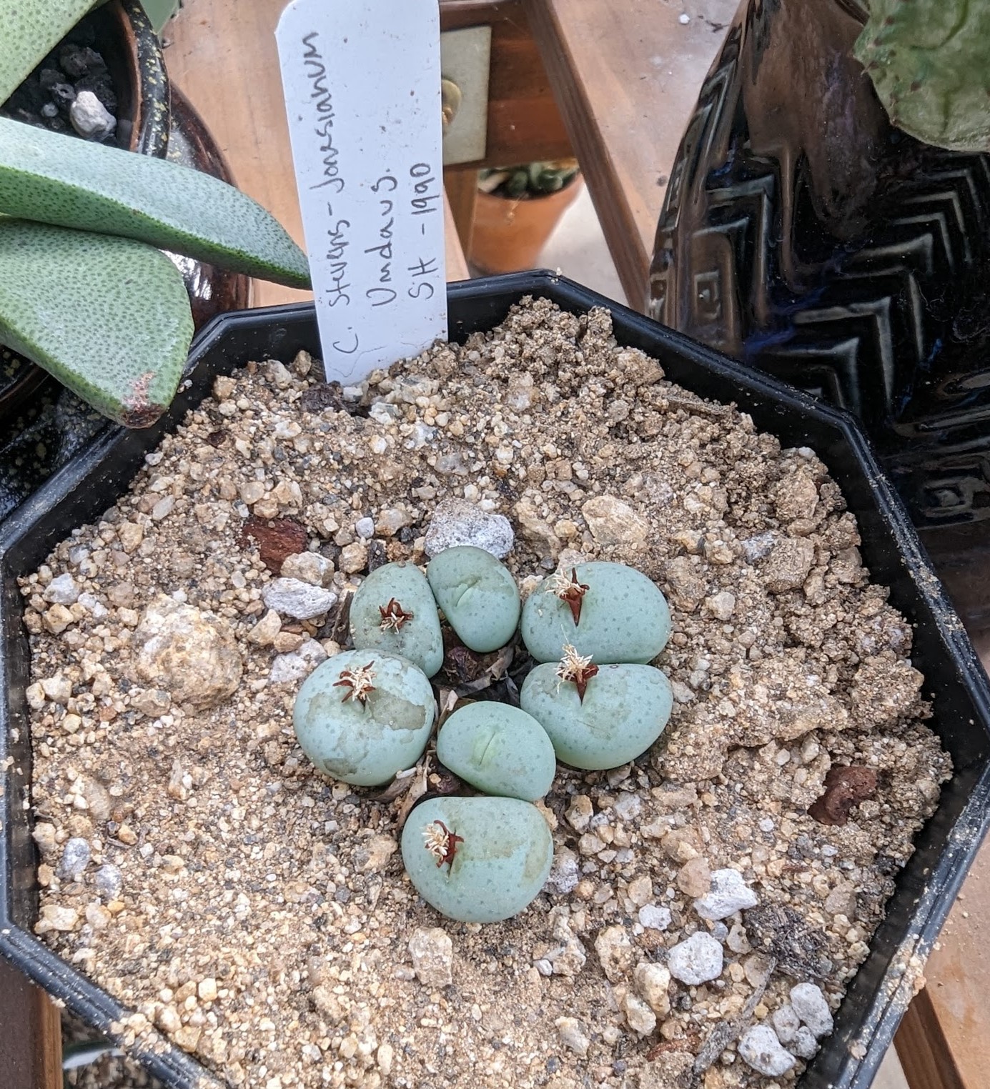 cono stevens march 9 24 conophytum stevens-jonesianum