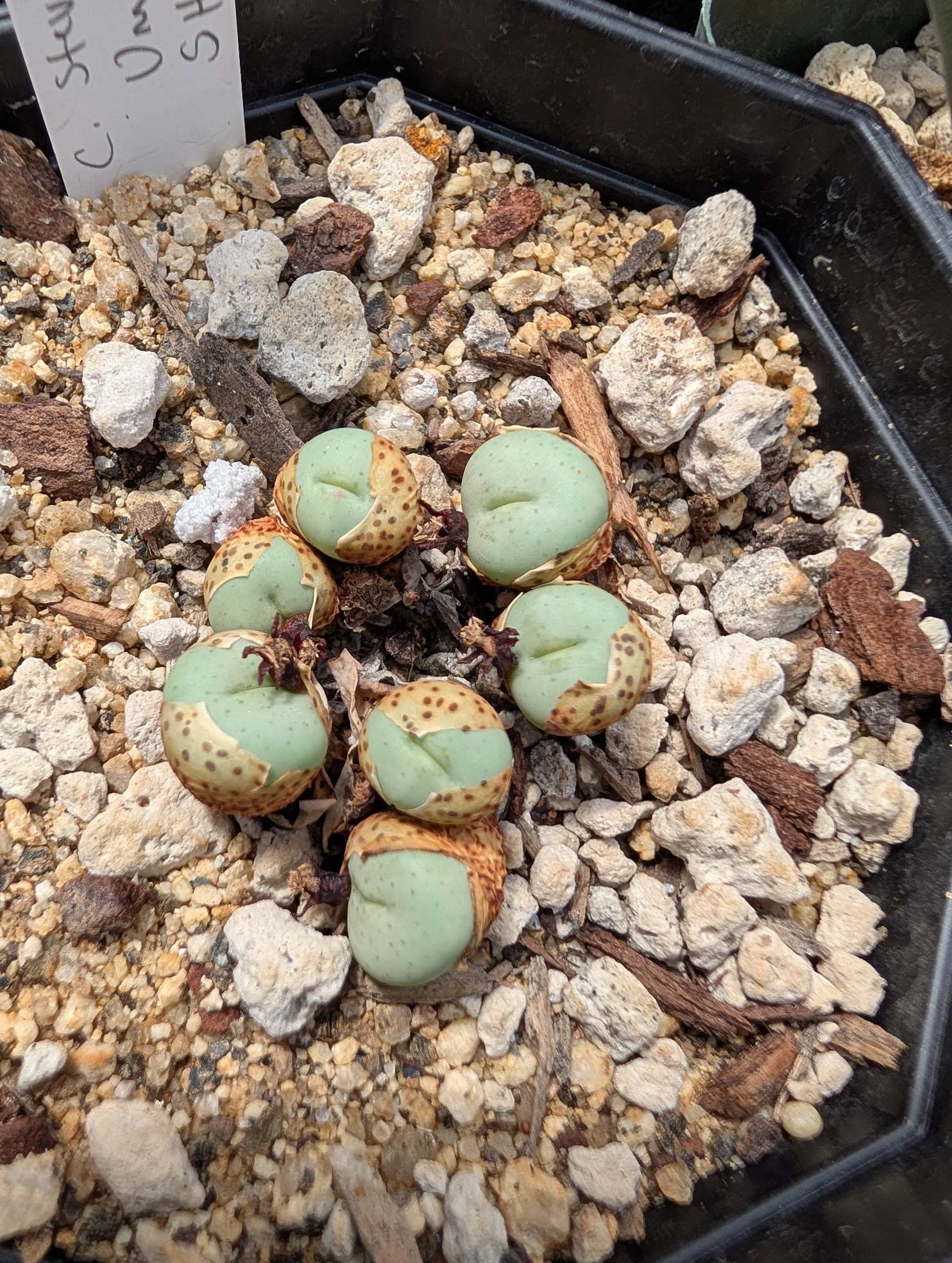 cono umdaus sept 18 24 Conophytum stevens-jonesianum