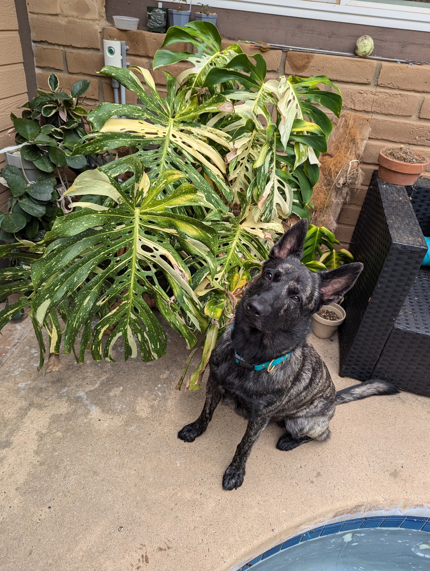 luke for scale aug 2024 monstera thai constellation