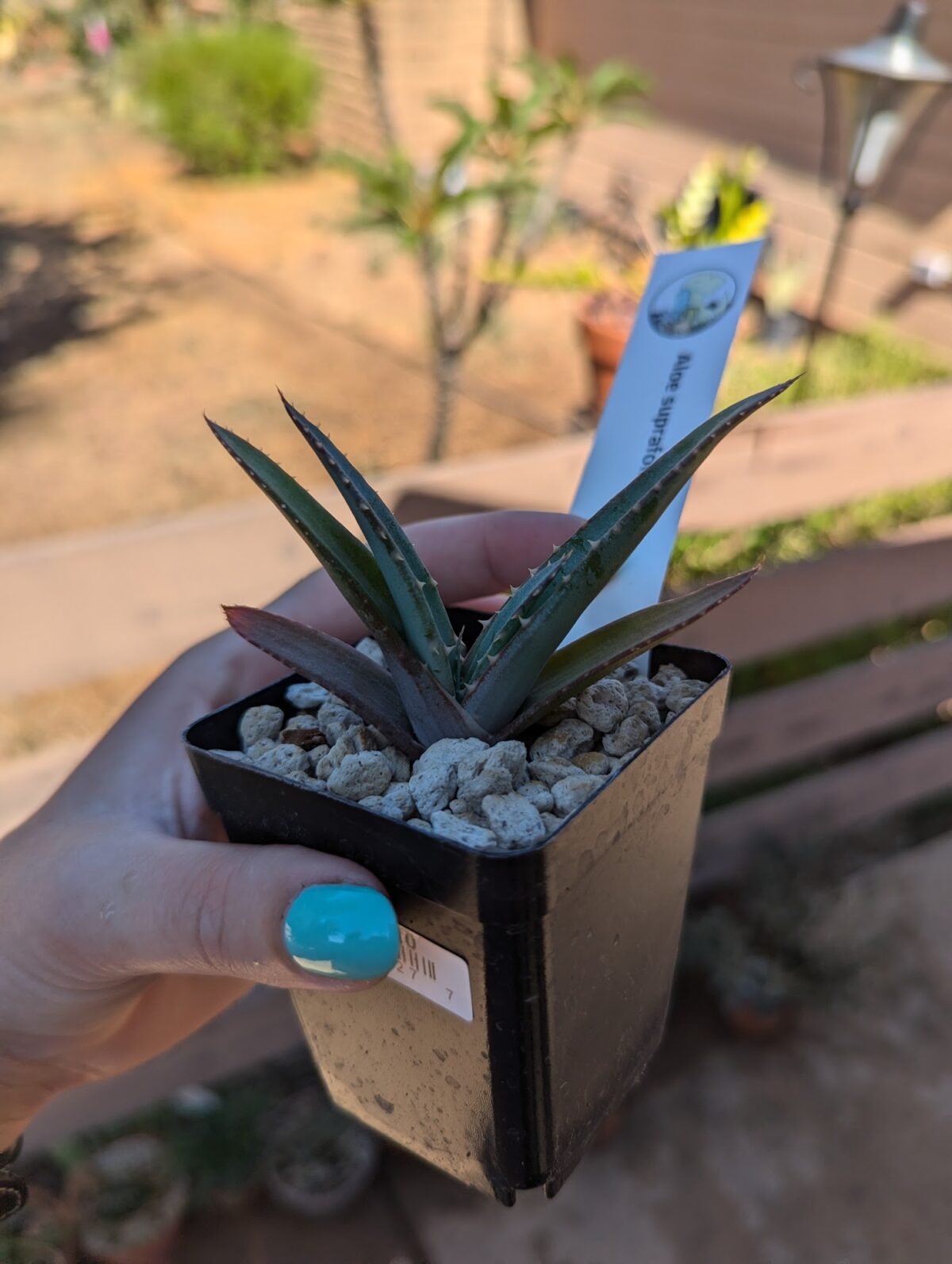 aloe suprafoliata