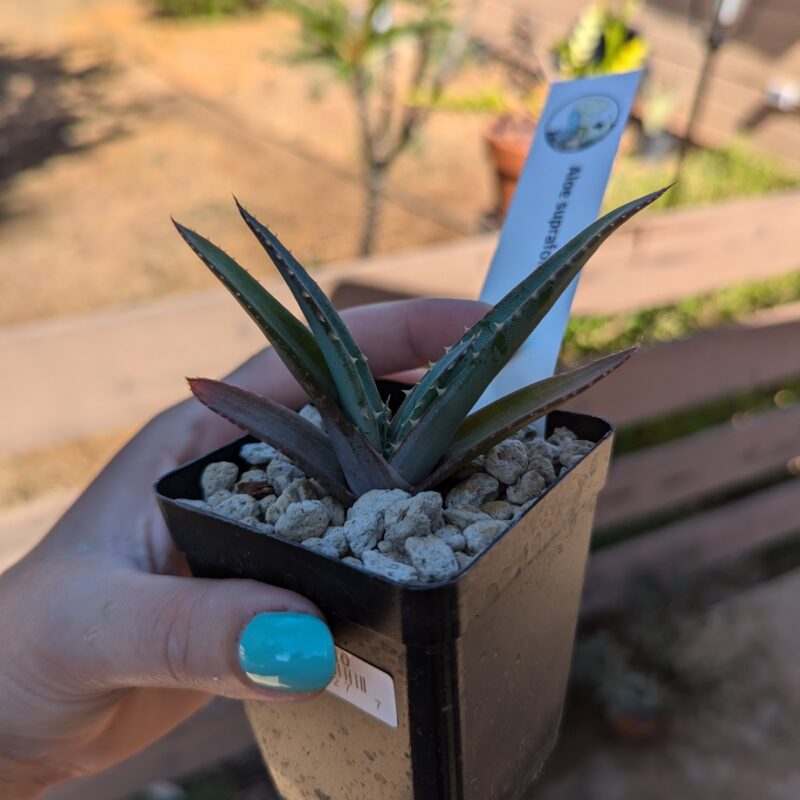 aloe suprafoliata