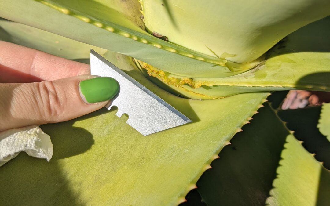 How to Spot and Treat Aloe Mite (It’s Not Easy)