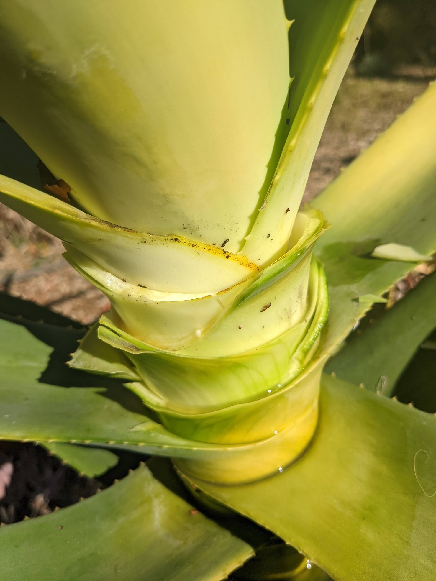 Aloe mite 3 aloe mite treatment
