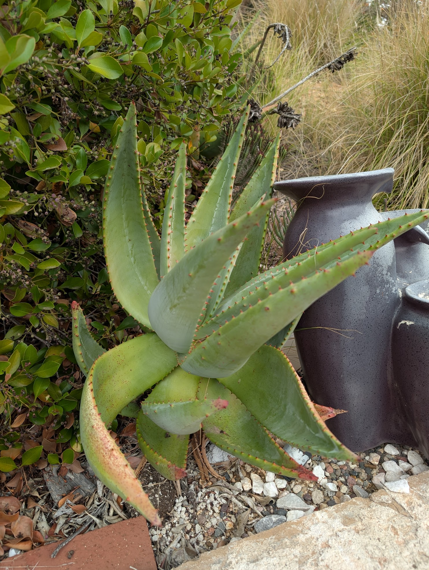 Aloe vryheidensis 10 24