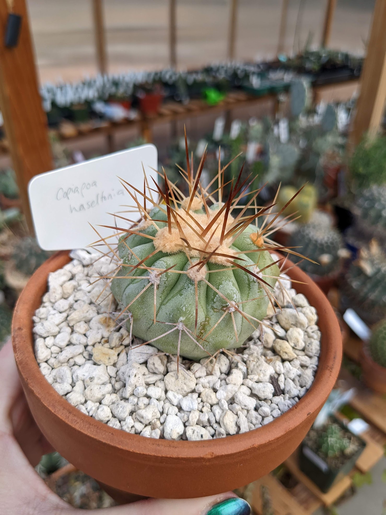 Copiapoa haseltonia 11 29 22 Copiapoa haseltoniana