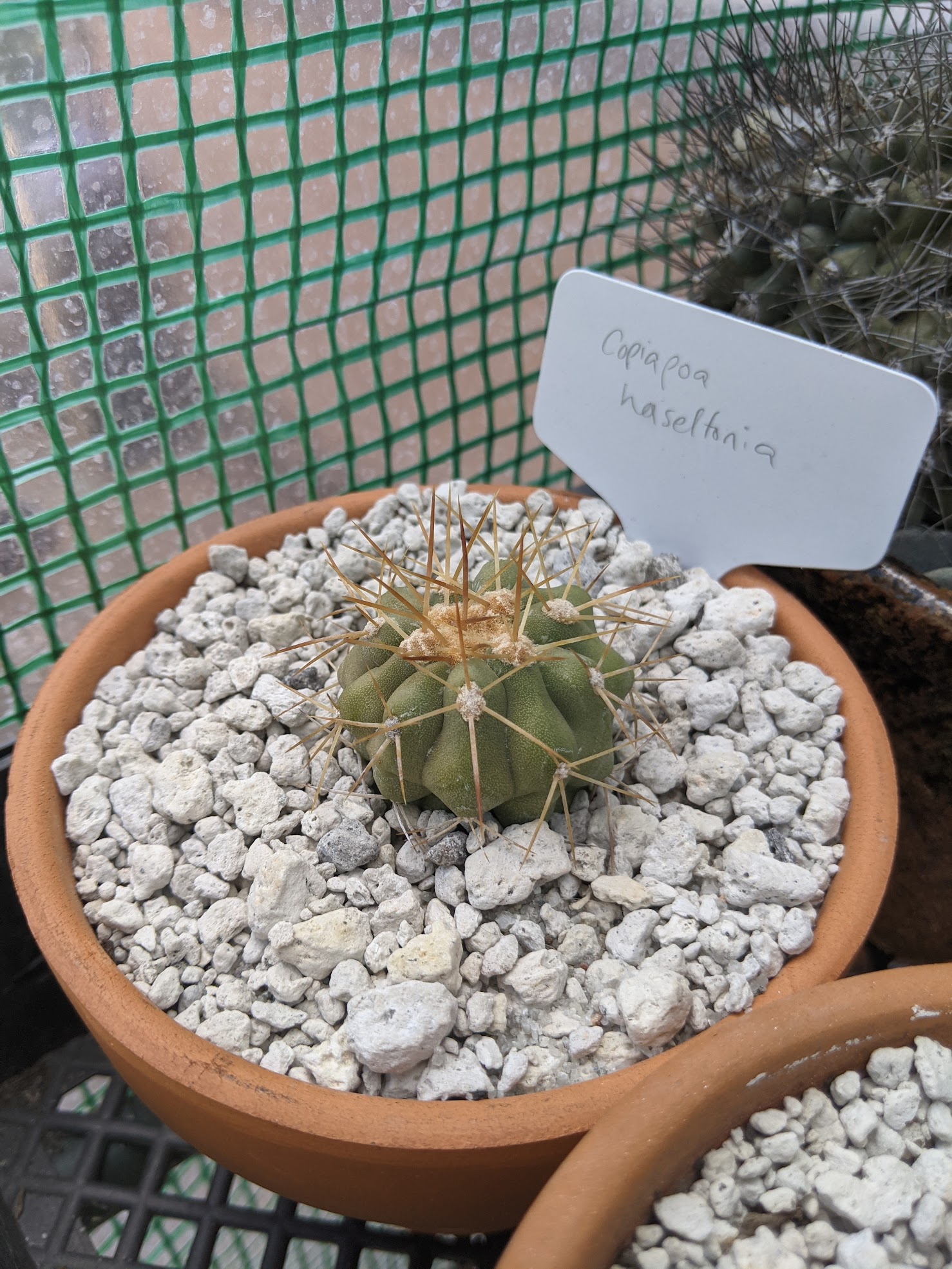 Copiapoa haseltonia 4 1 21 copiapoa haseltoniana