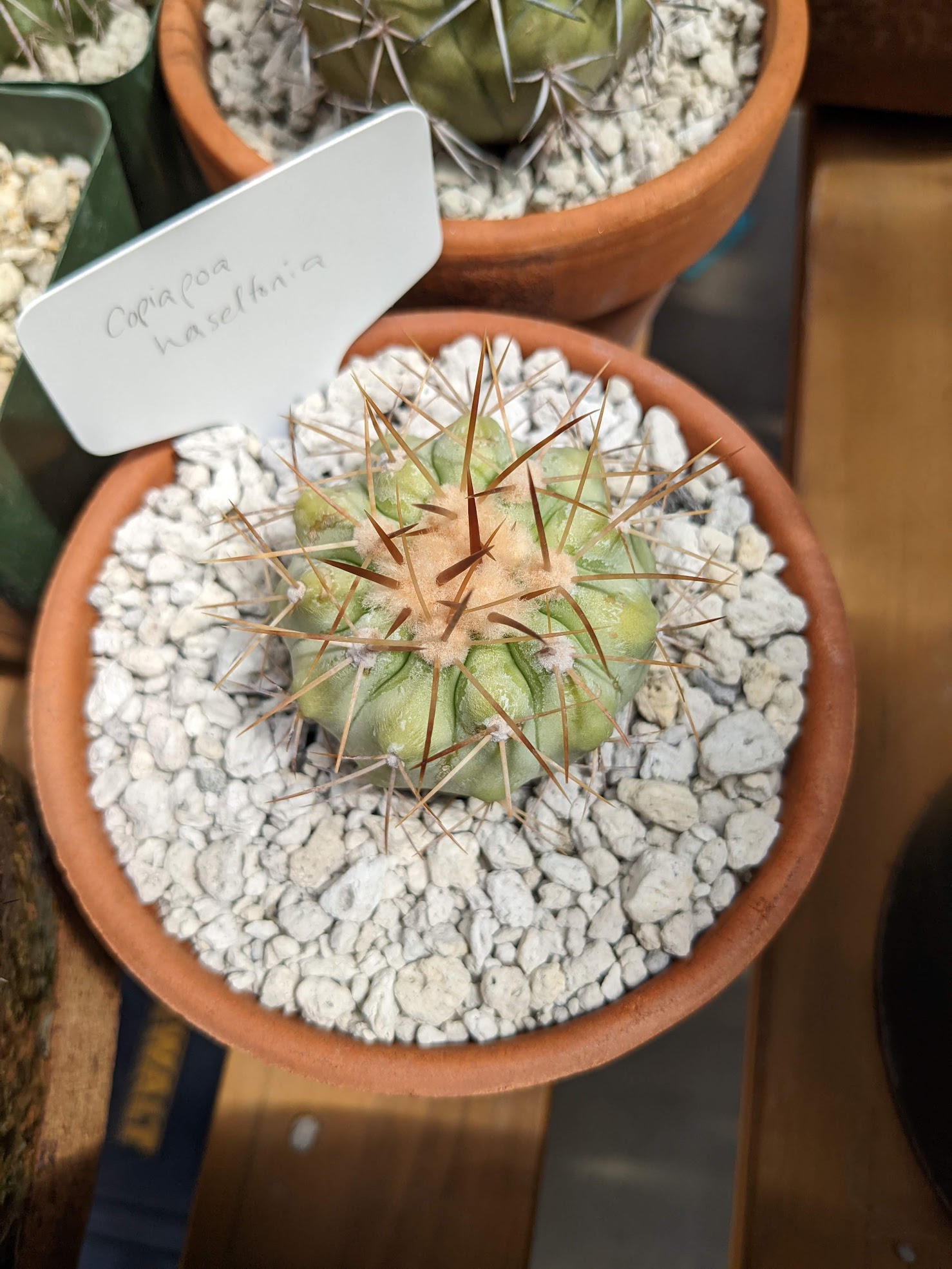 Copiapoa haseltonia 7 12 22 copiapoa cinera haseltoniana
