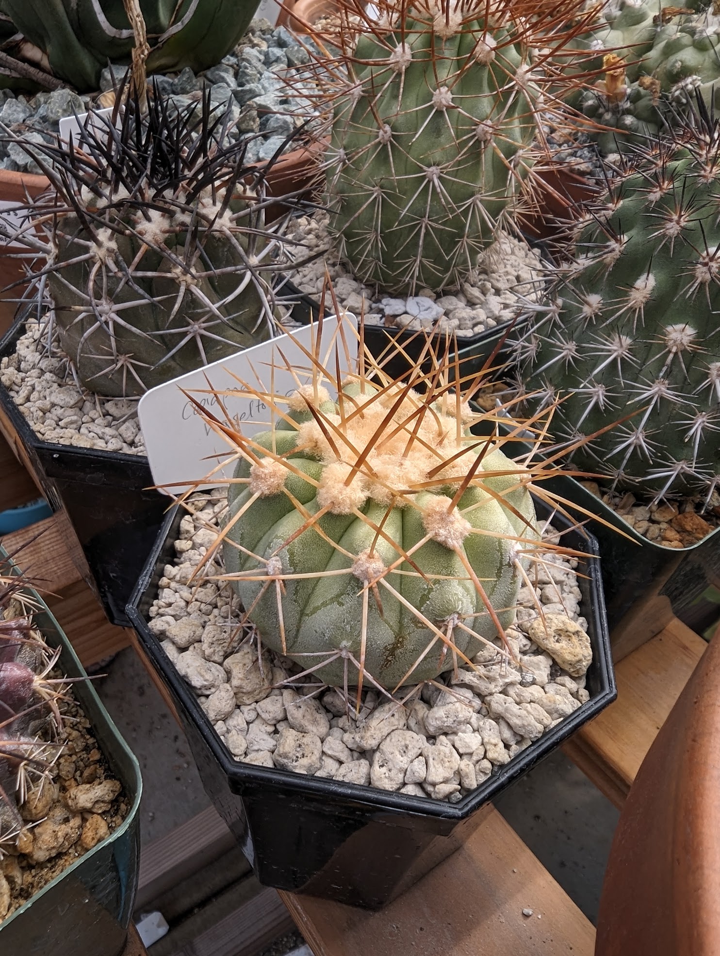 Copiapoa haseltonia 7 4 23 Copiapoa haseltoniana