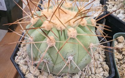 How to Grow Copiapoa haseltoniana – the Powdery White Copiapoa