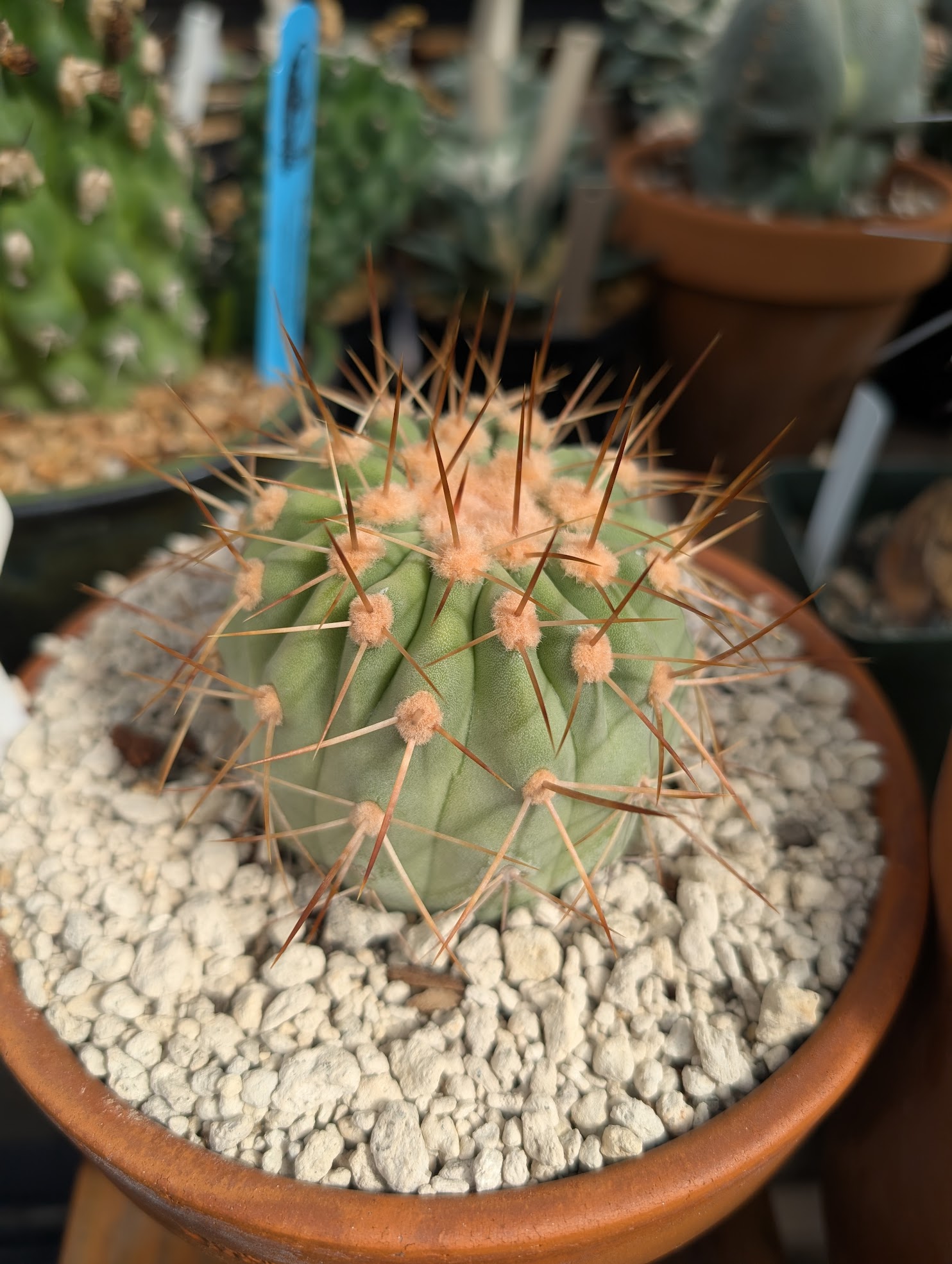 Copiapoa haseltonia 9 30 24 copiapoa haseltoniana