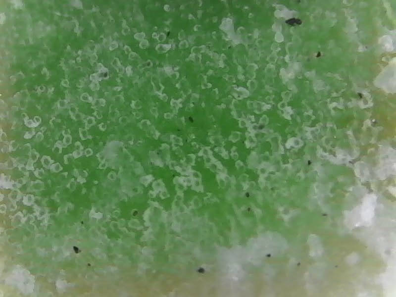 aloe healthy 8