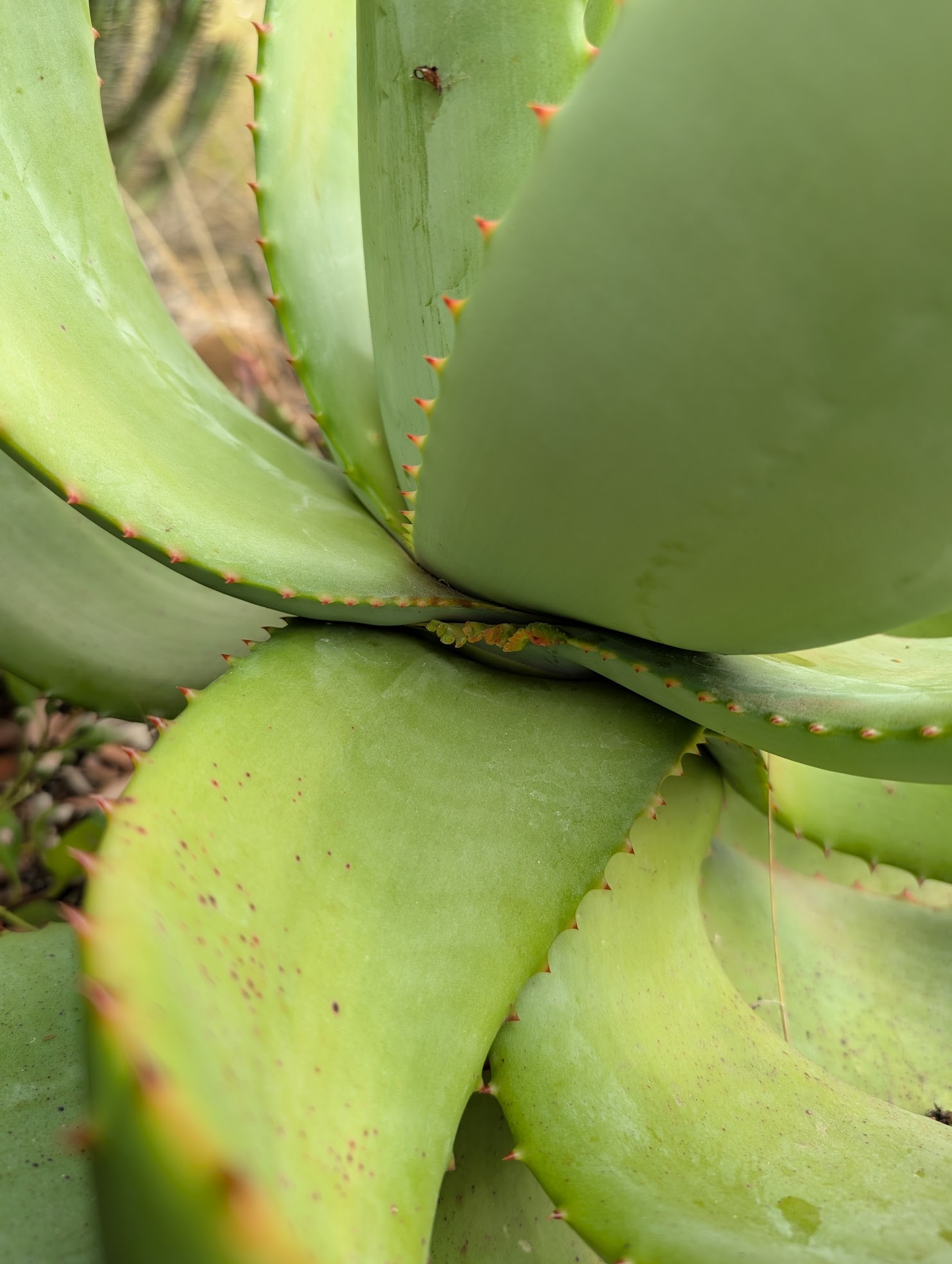 aloe mite emerging