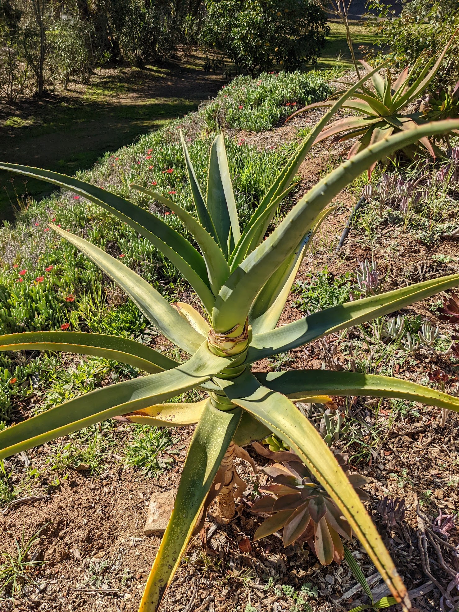 aloe mite healing 2 aloe mite healing