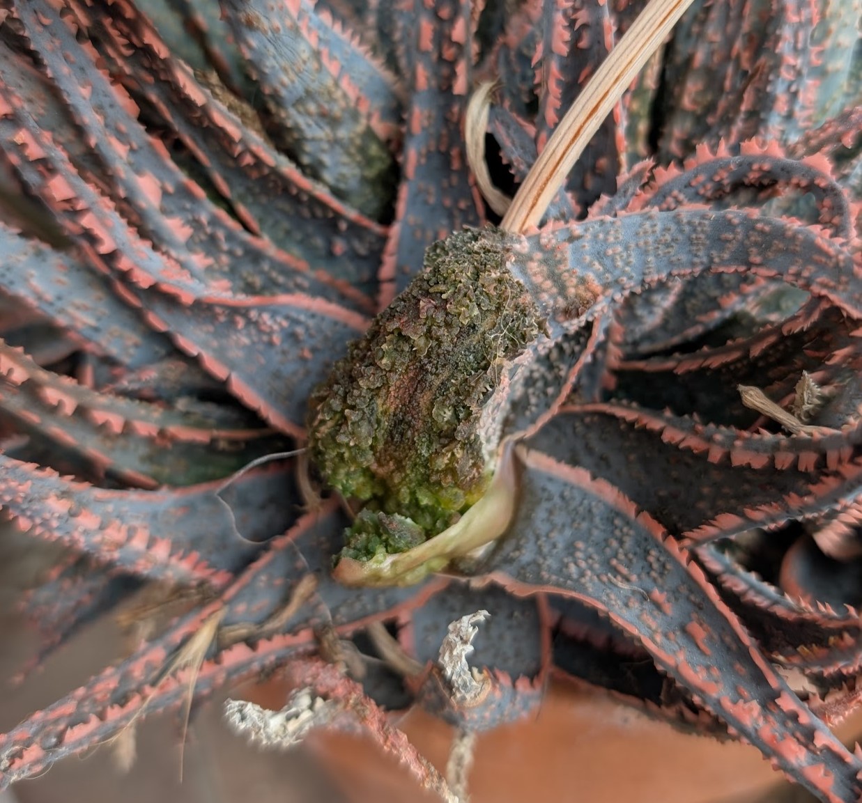 aloe mite purple haze aloe mite in kelly griffin aloe