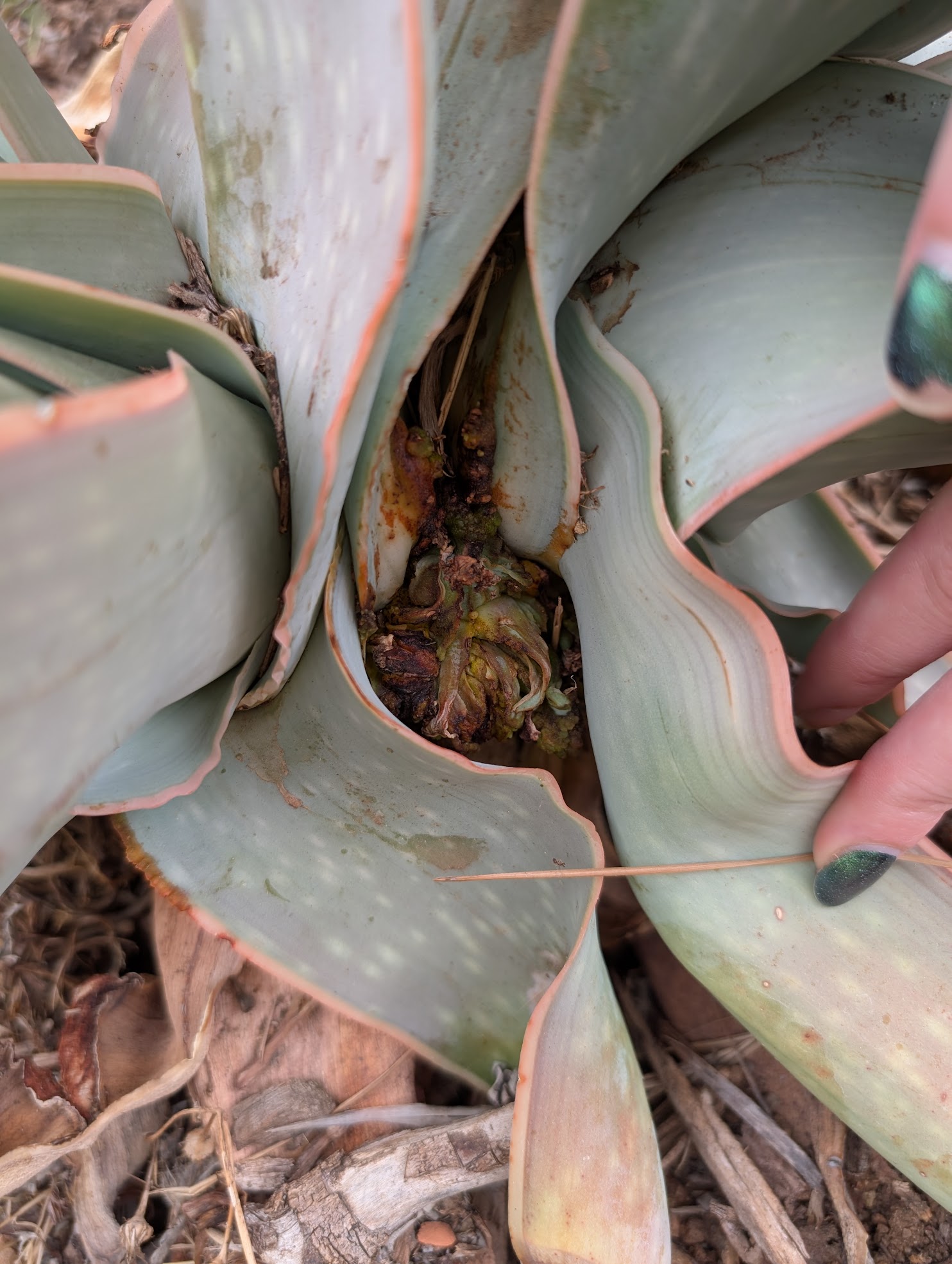 aloe mite aloe mite