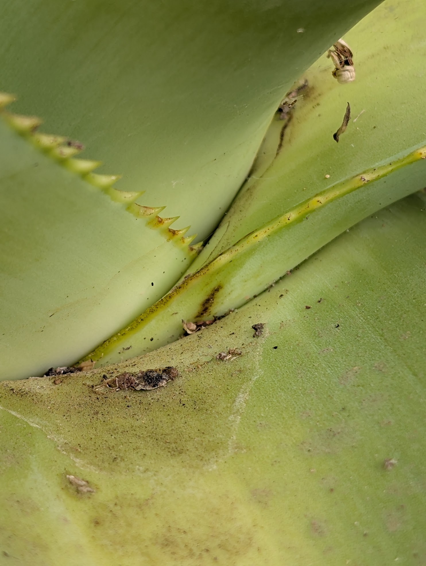 aloe thraskii aloe mite