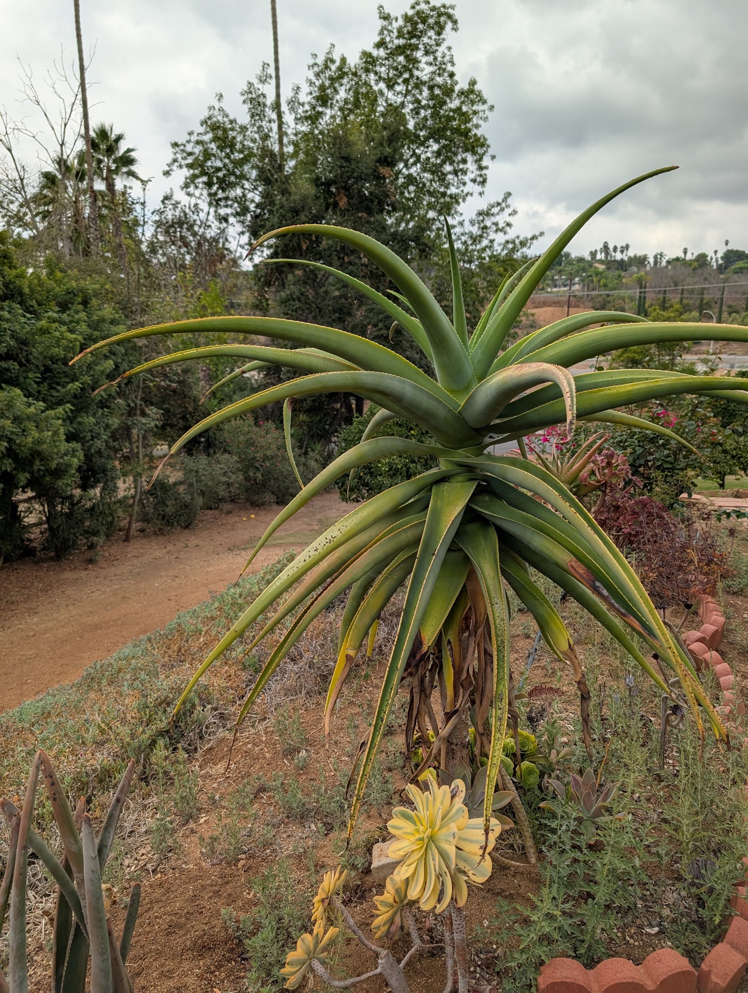 aloe thraskii whole