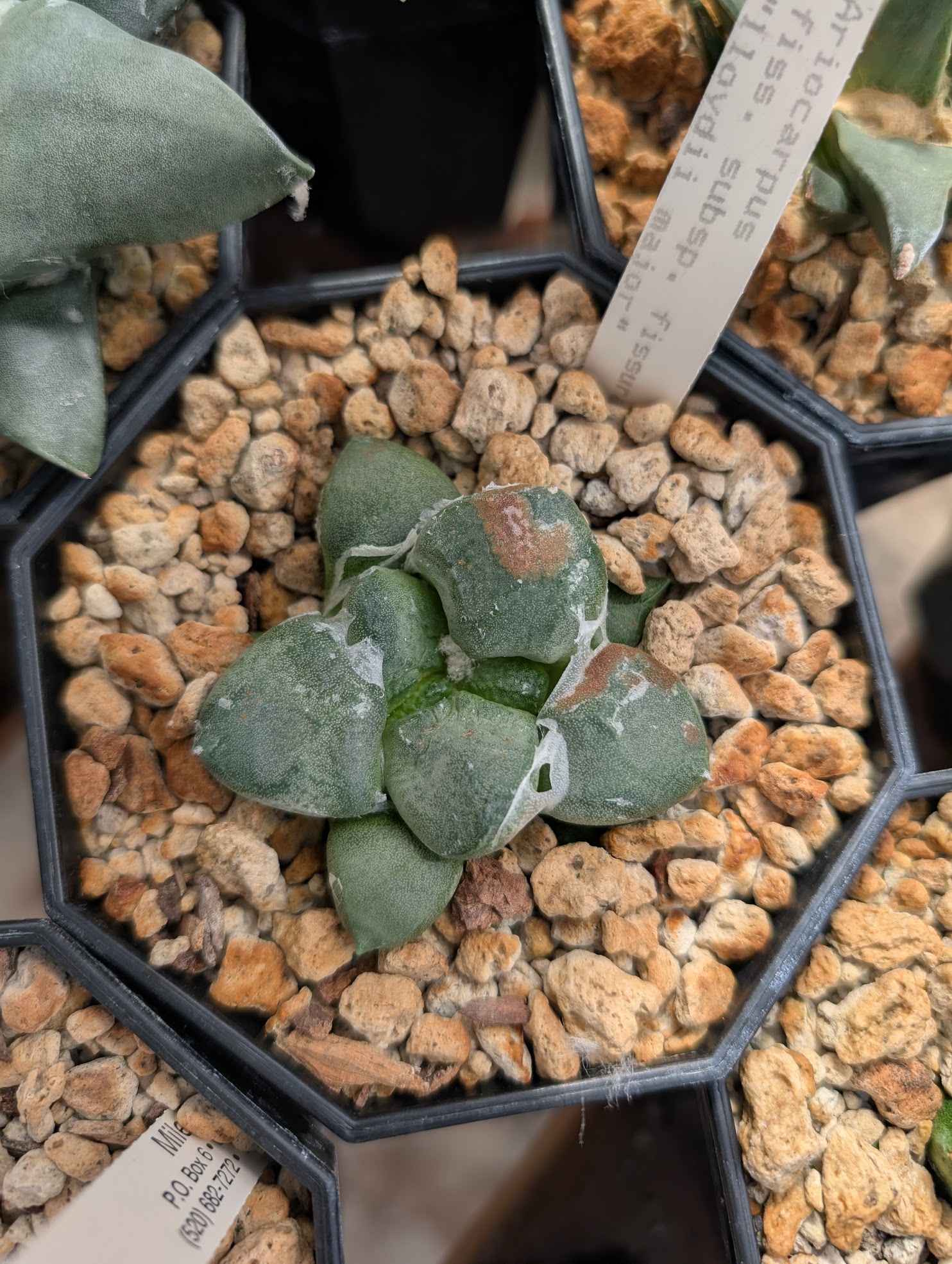 Ariocarpus fissuratus var lloydii