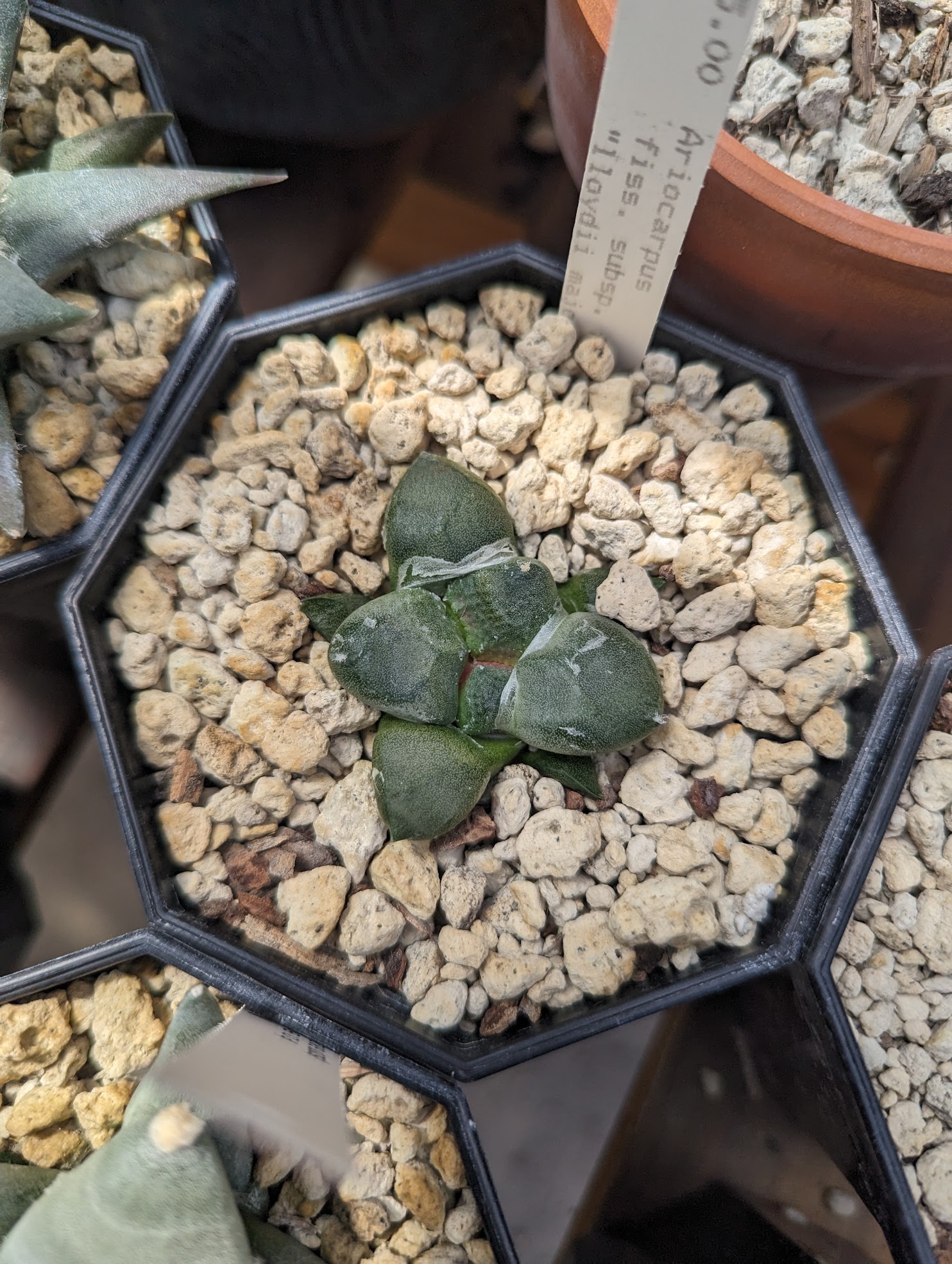 Ariocarpus fissuratus var lloydii