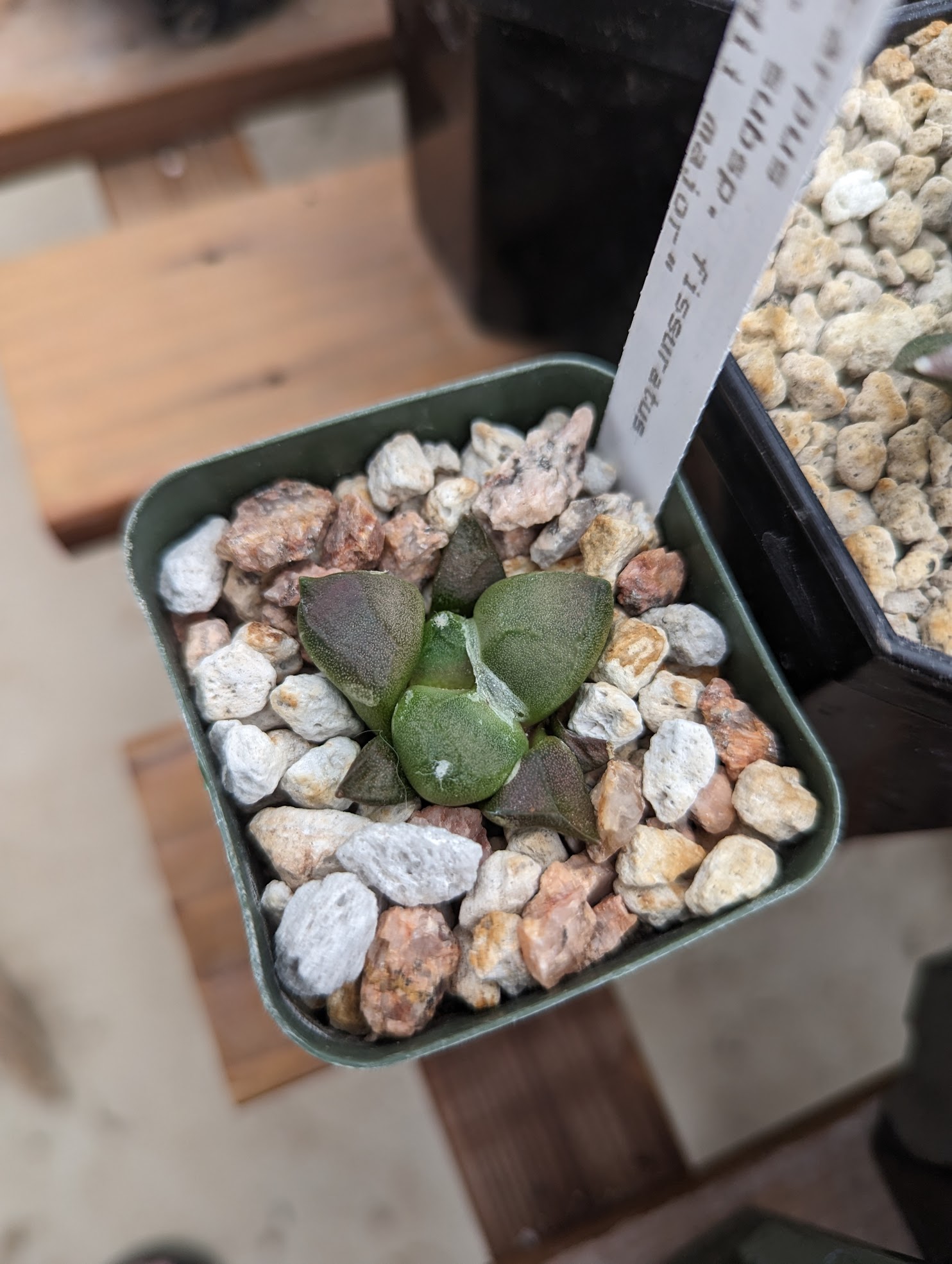 Ariocarpus fissuratus lloydii