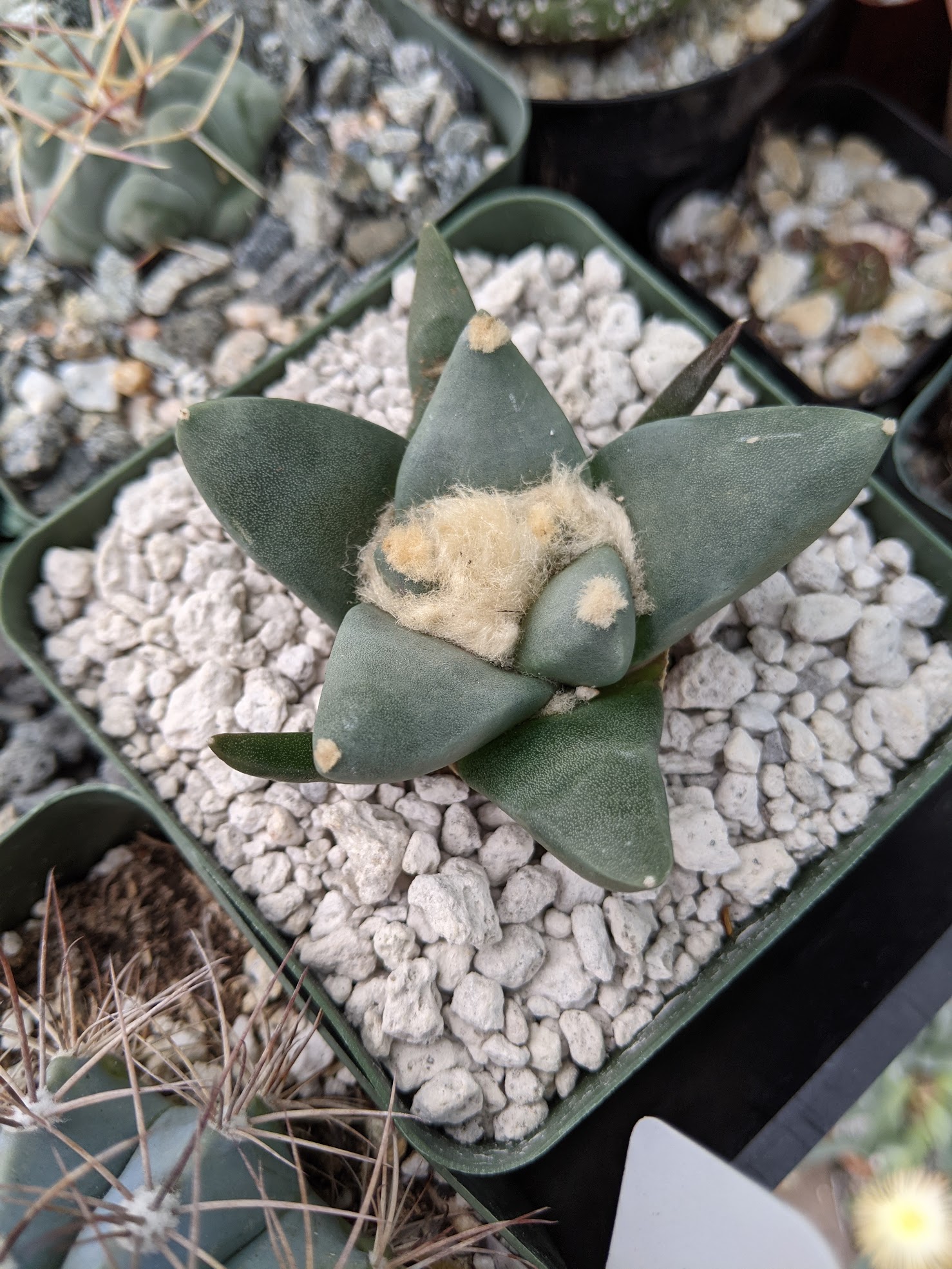 Ariocarpus retusus