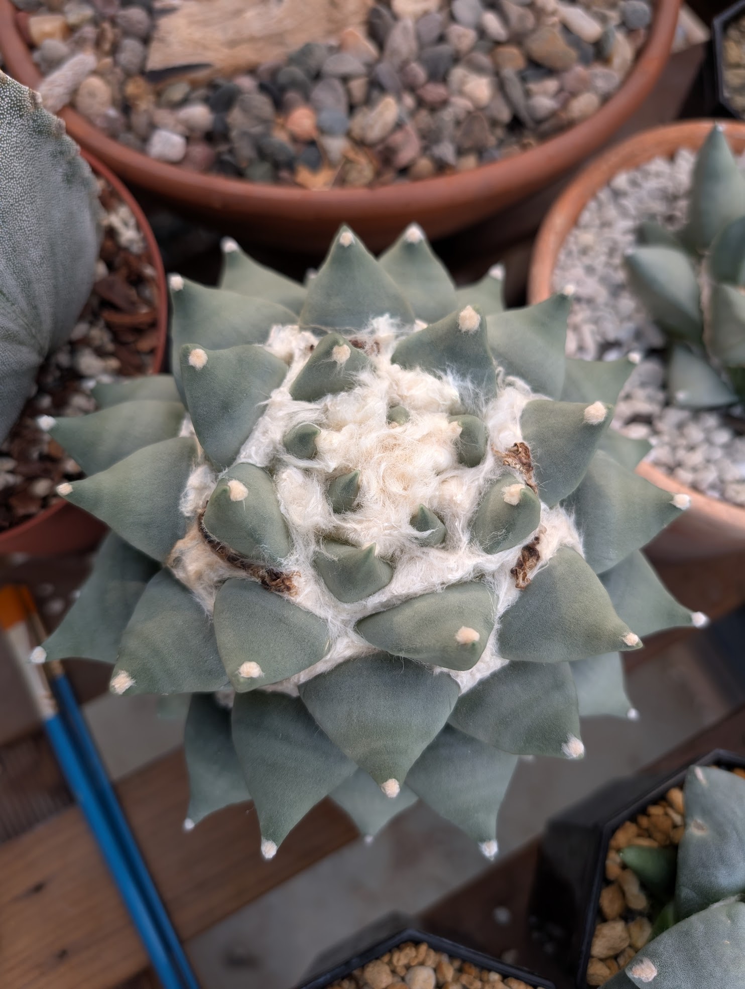 ariocarpus retusus