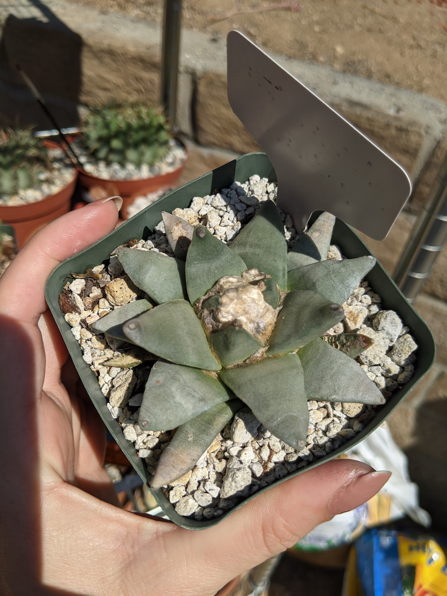 ariocarpus retusus