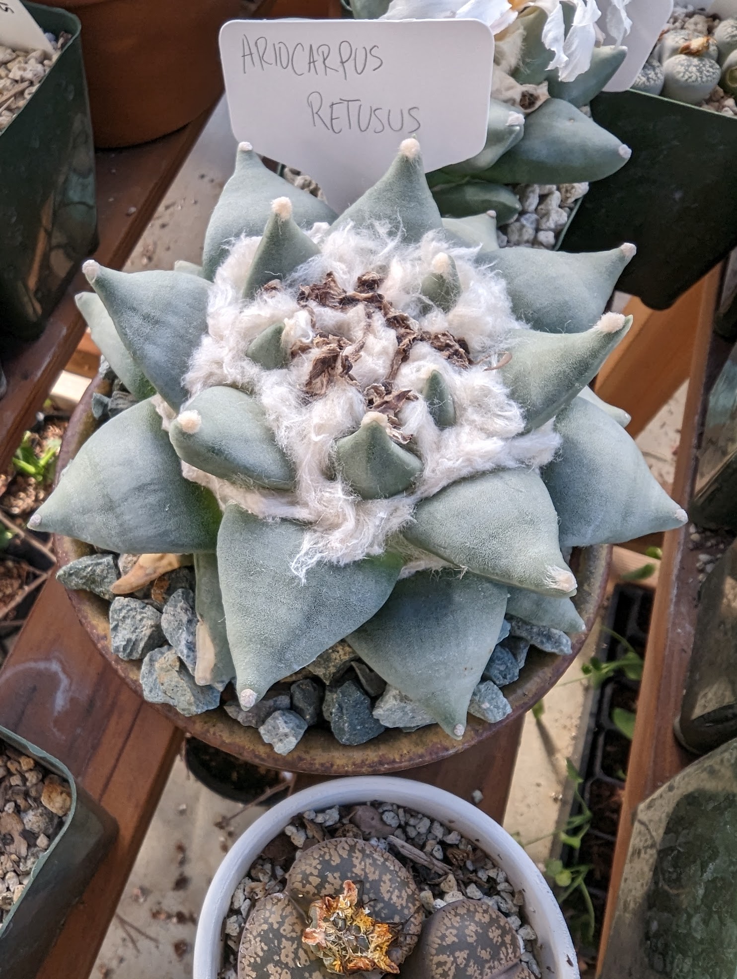 Ariocarpus retusus