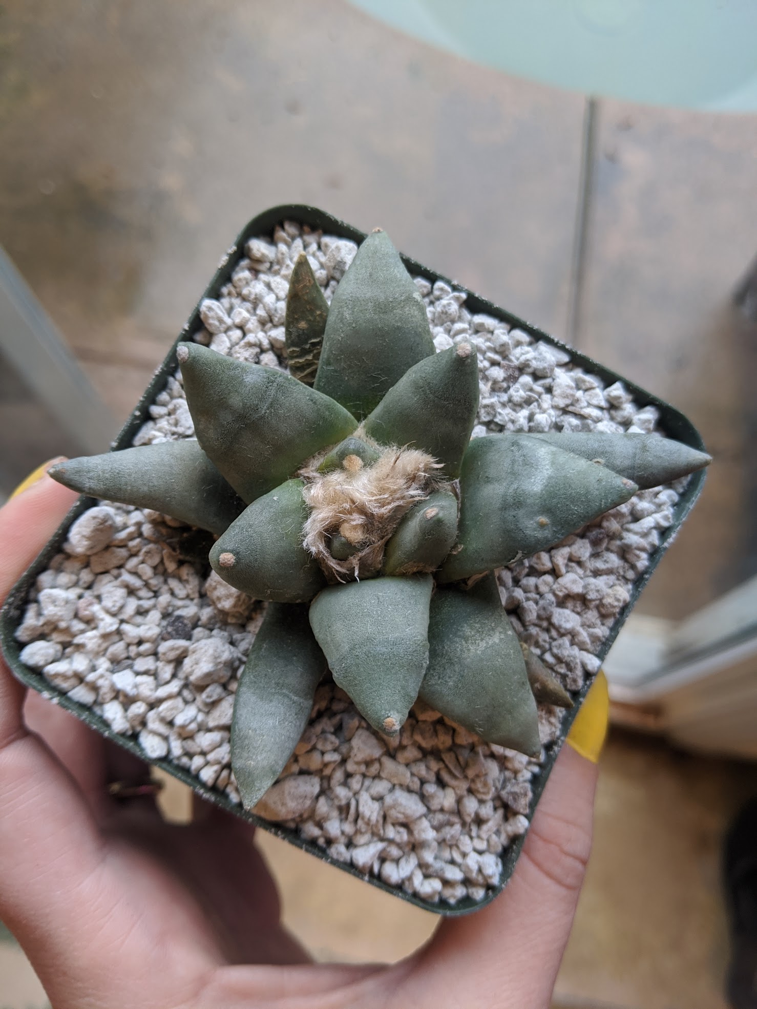 ariocarpus retusus