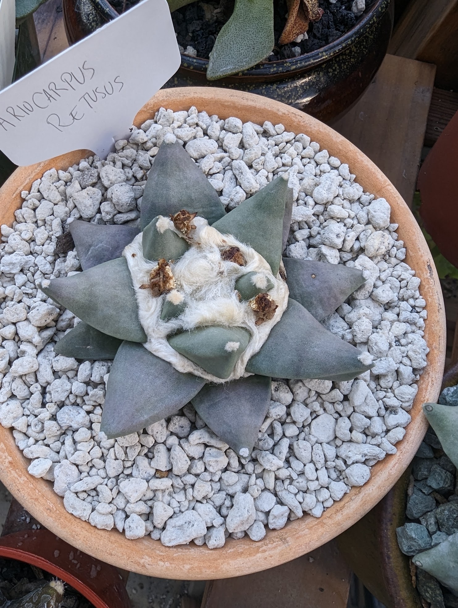 ariocarpus retusus