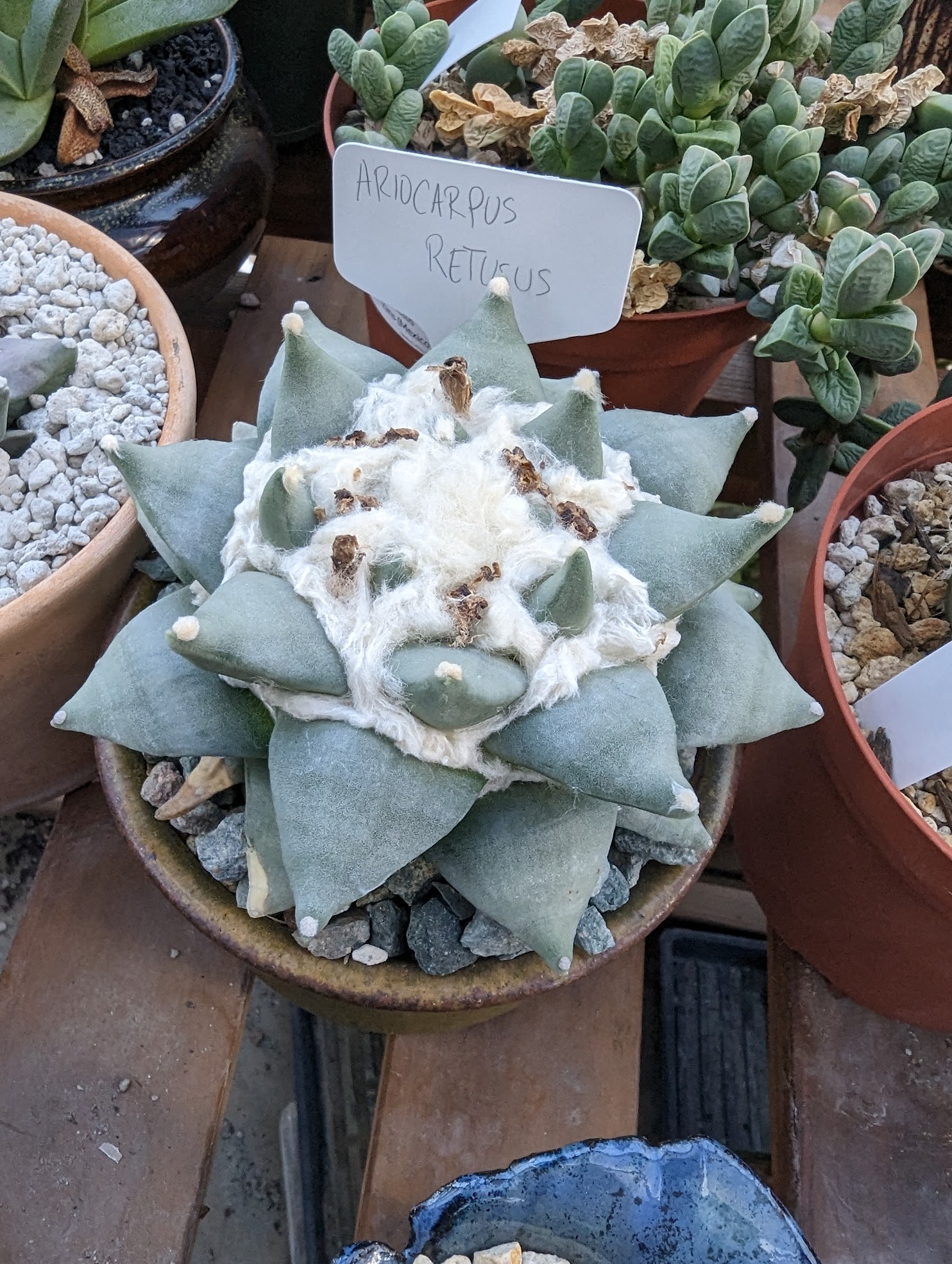 ariocarpus retusus