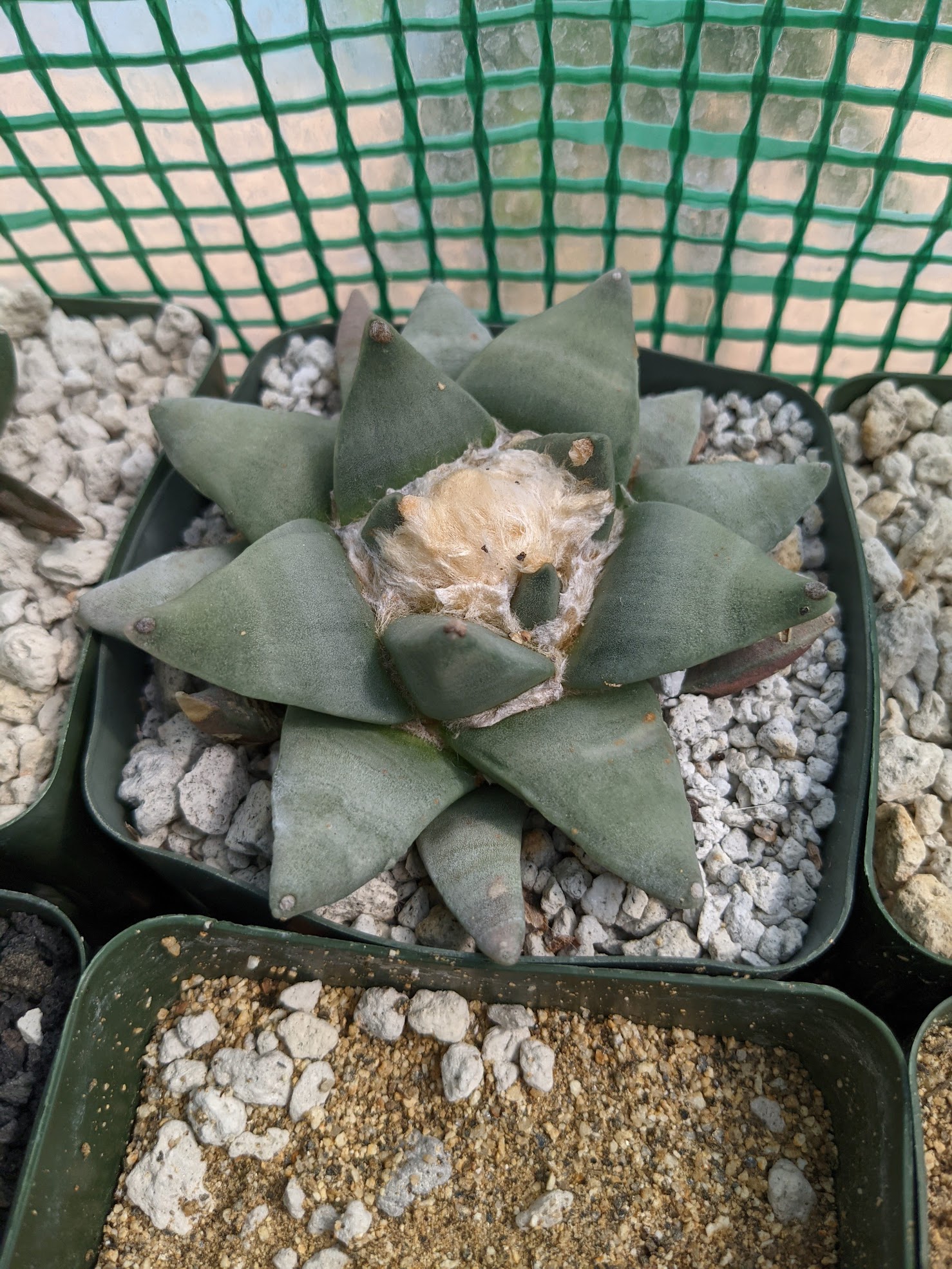 ariocarpus retusus