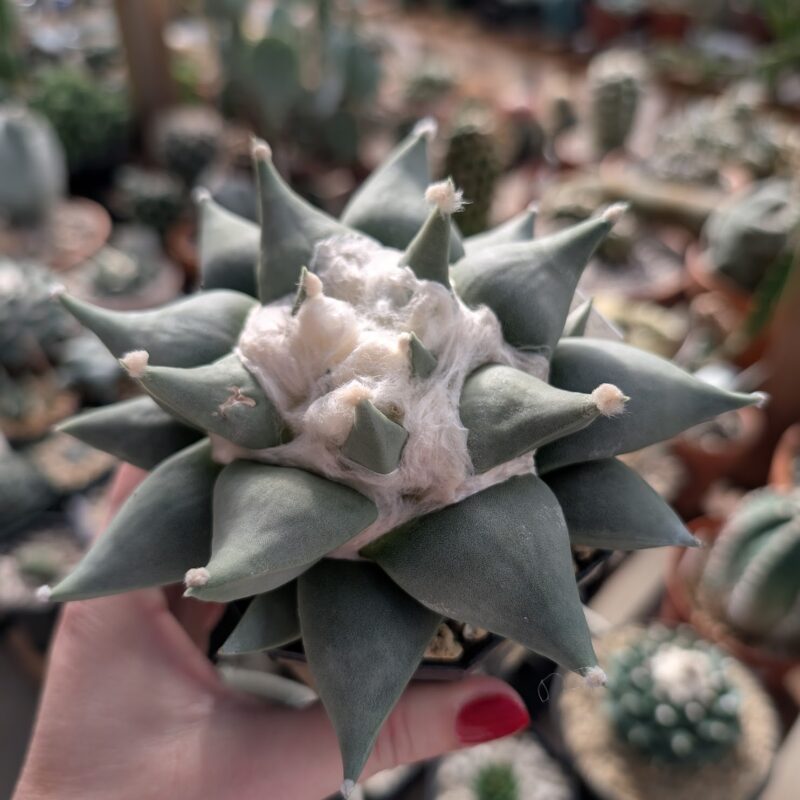 ariocarpus retusus