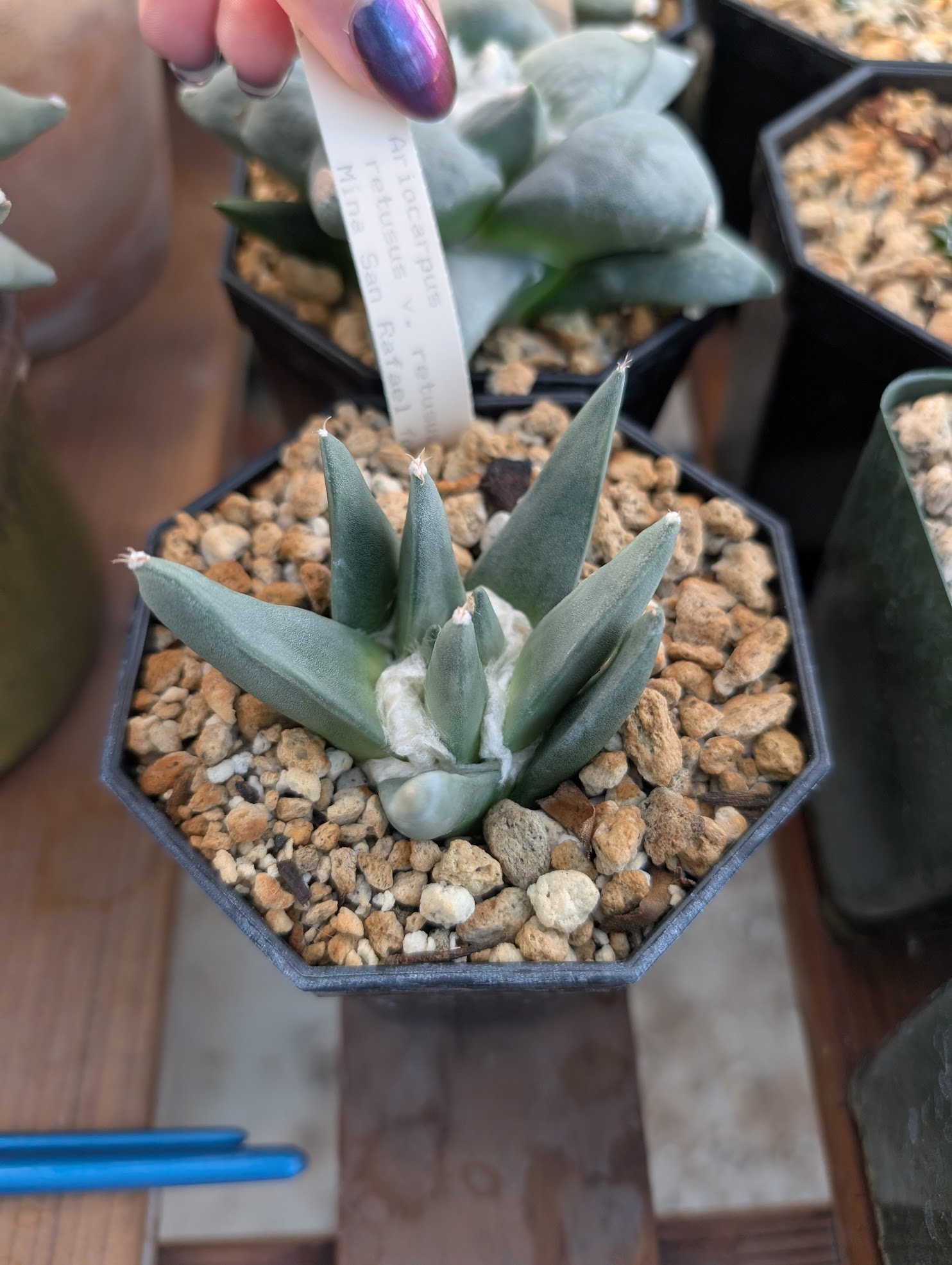 ariocarpus retusus var retusus