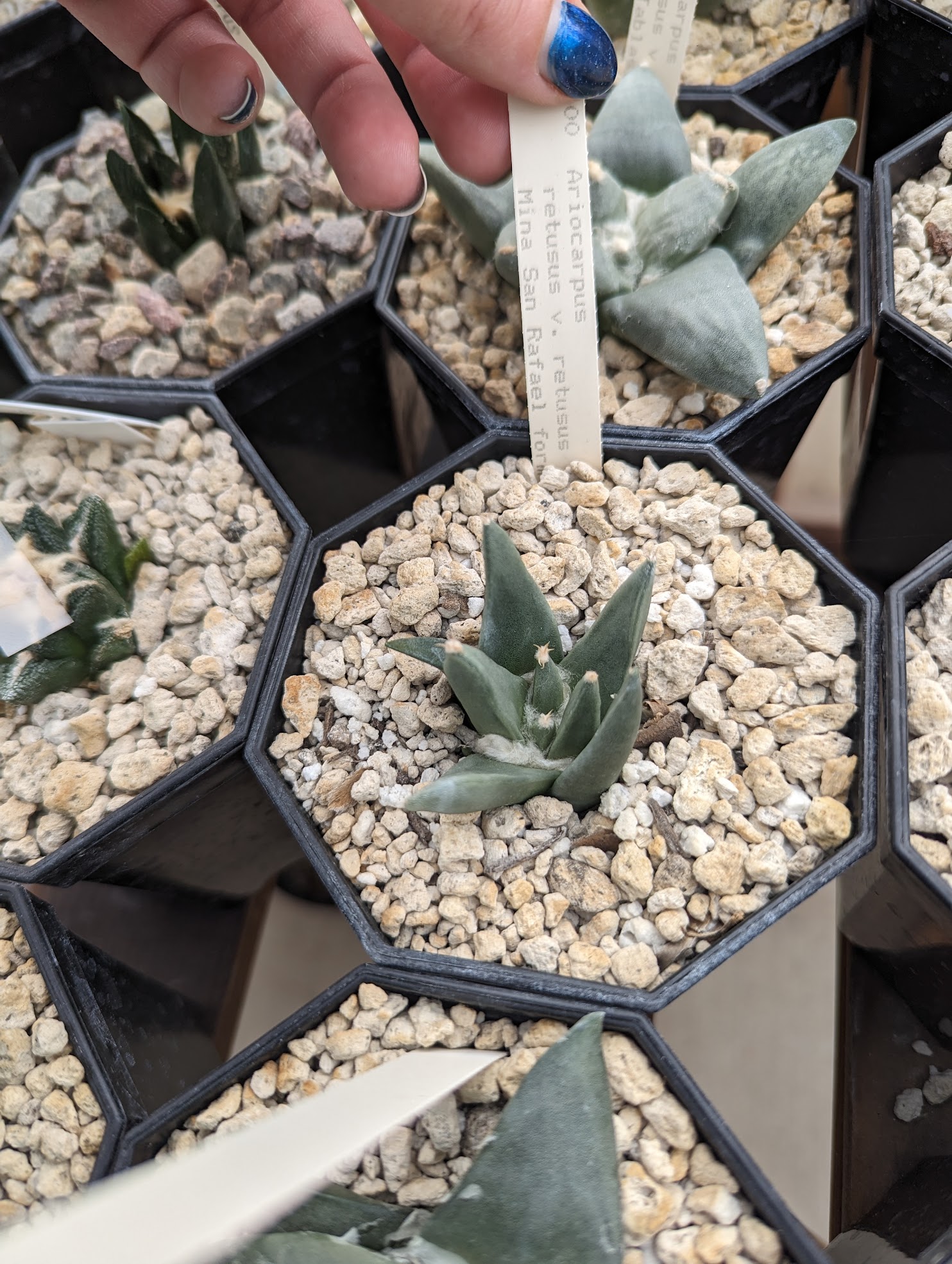 ariocarpus retusus var retusus 