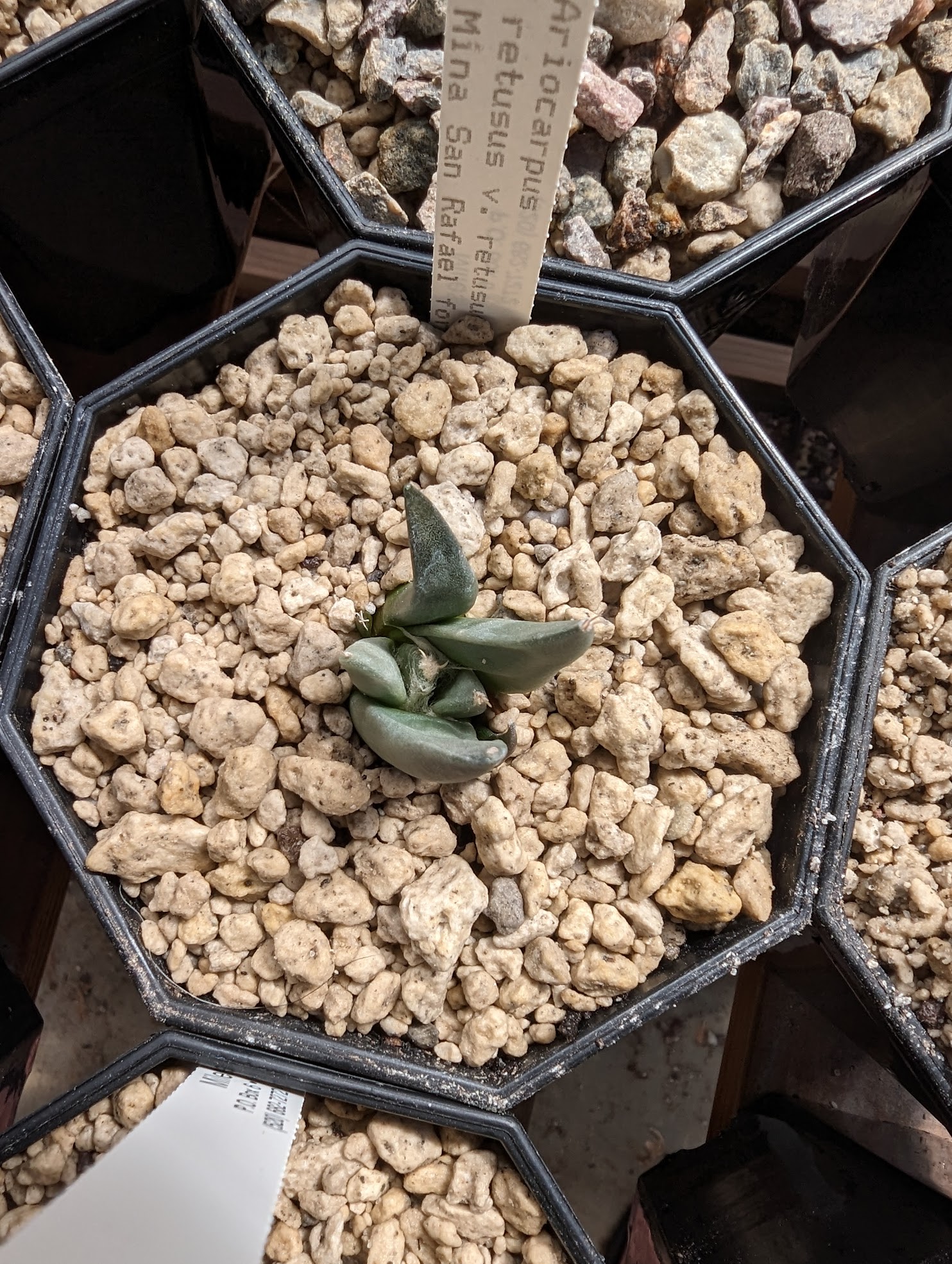 ariocarpus retusus var retusus