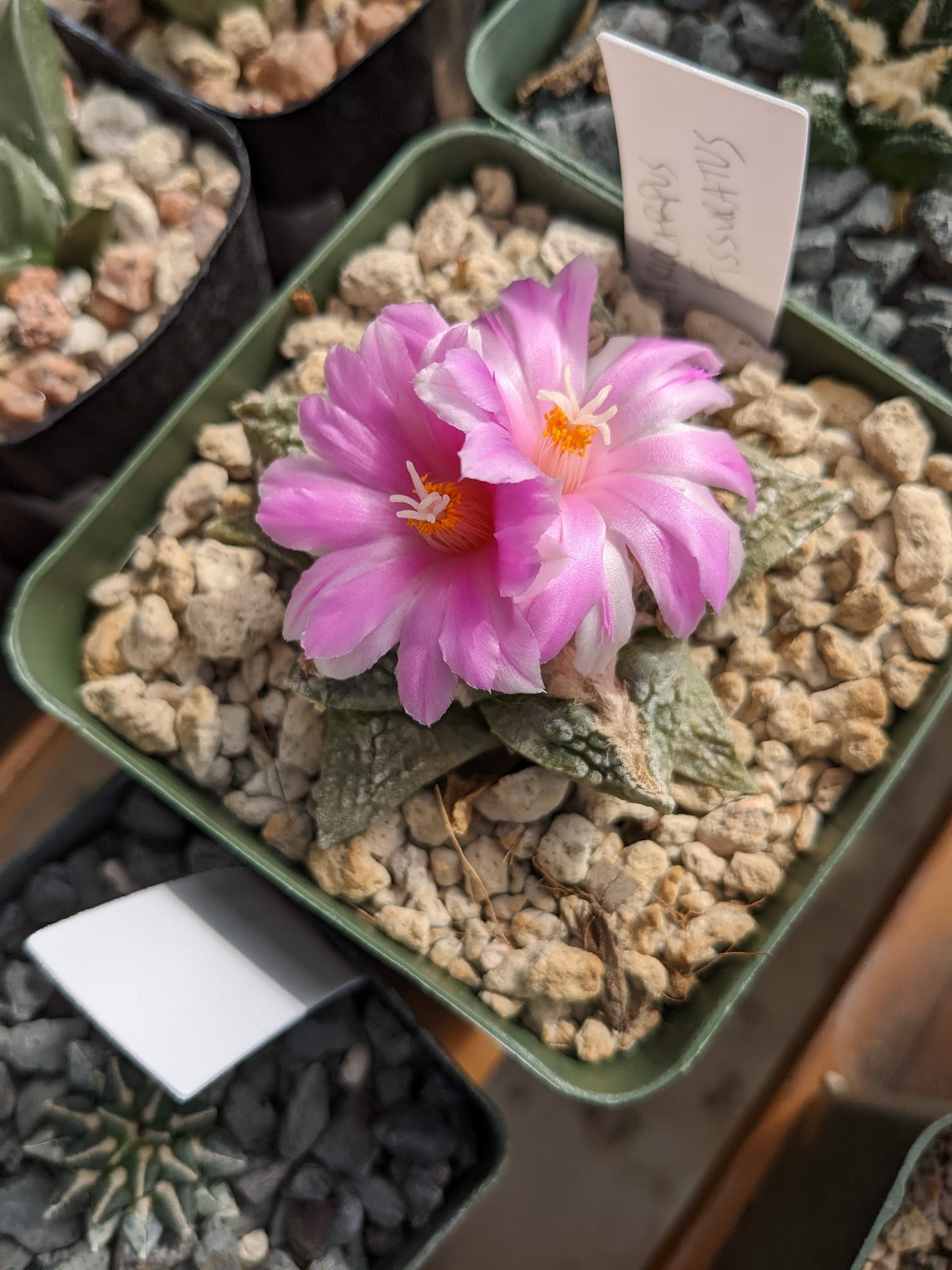 ariocarpus fissuratus