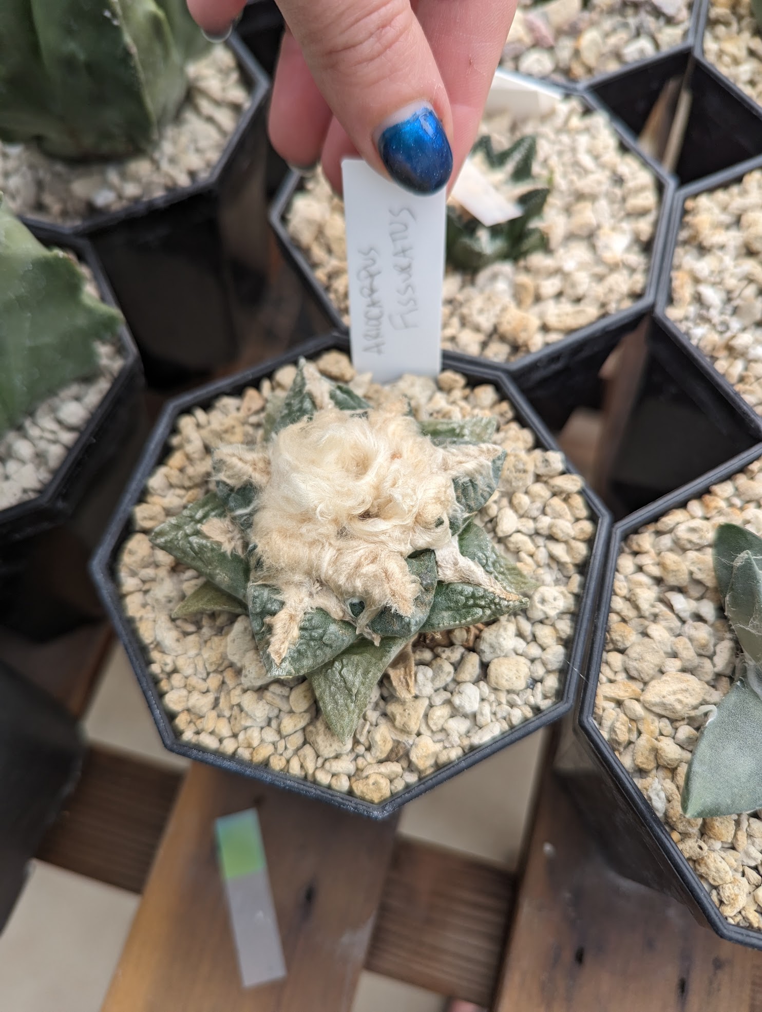 Ariocarpus fissuratus