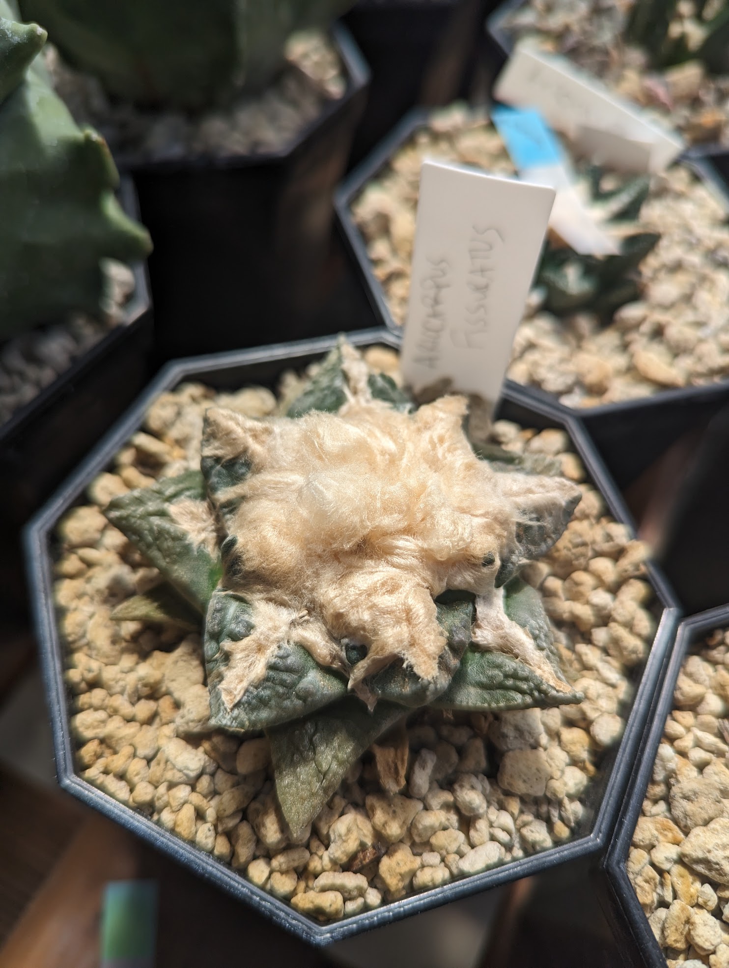 Ariocarpus fissuratus