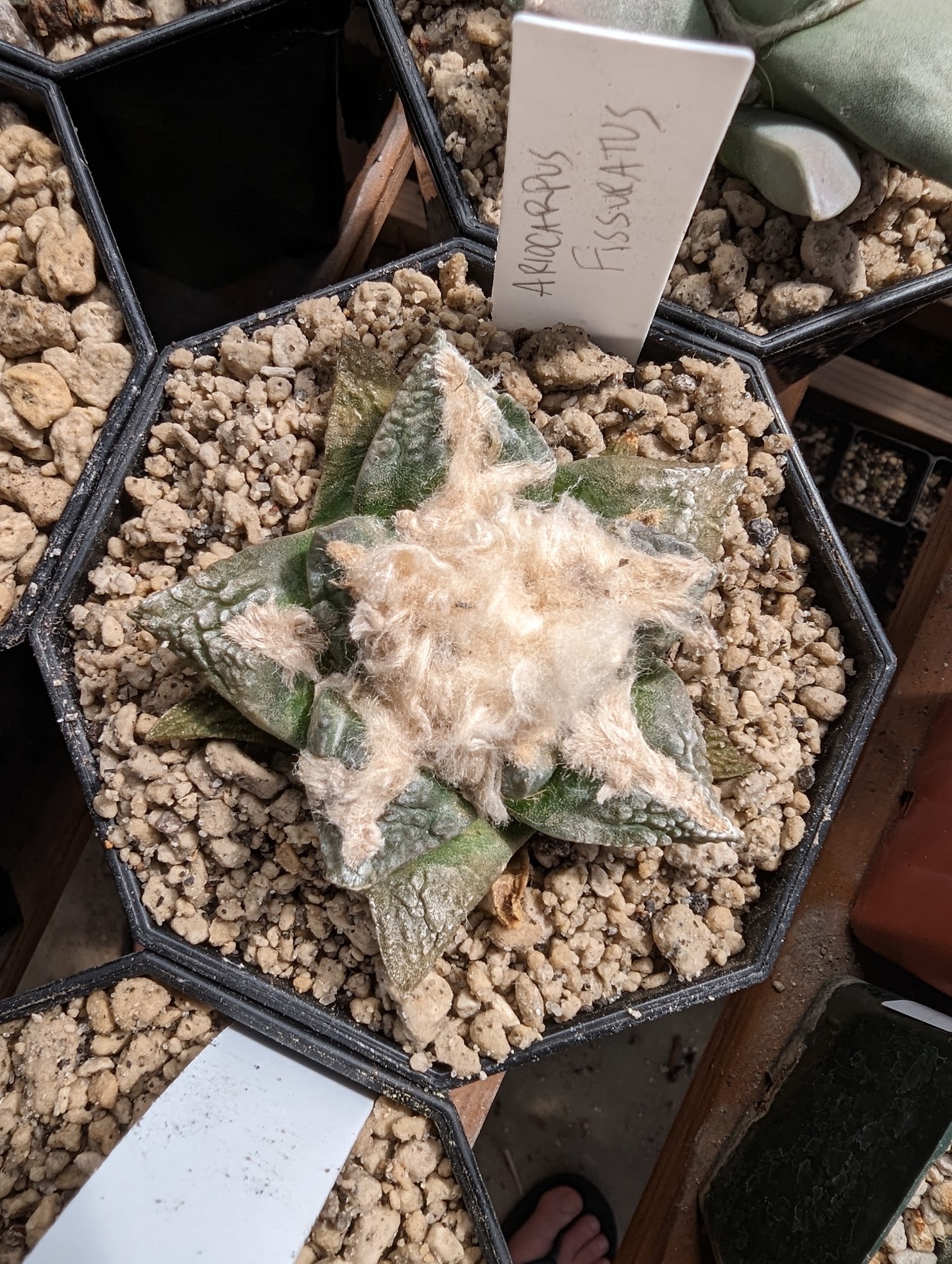 Ariocarpus fissuratus