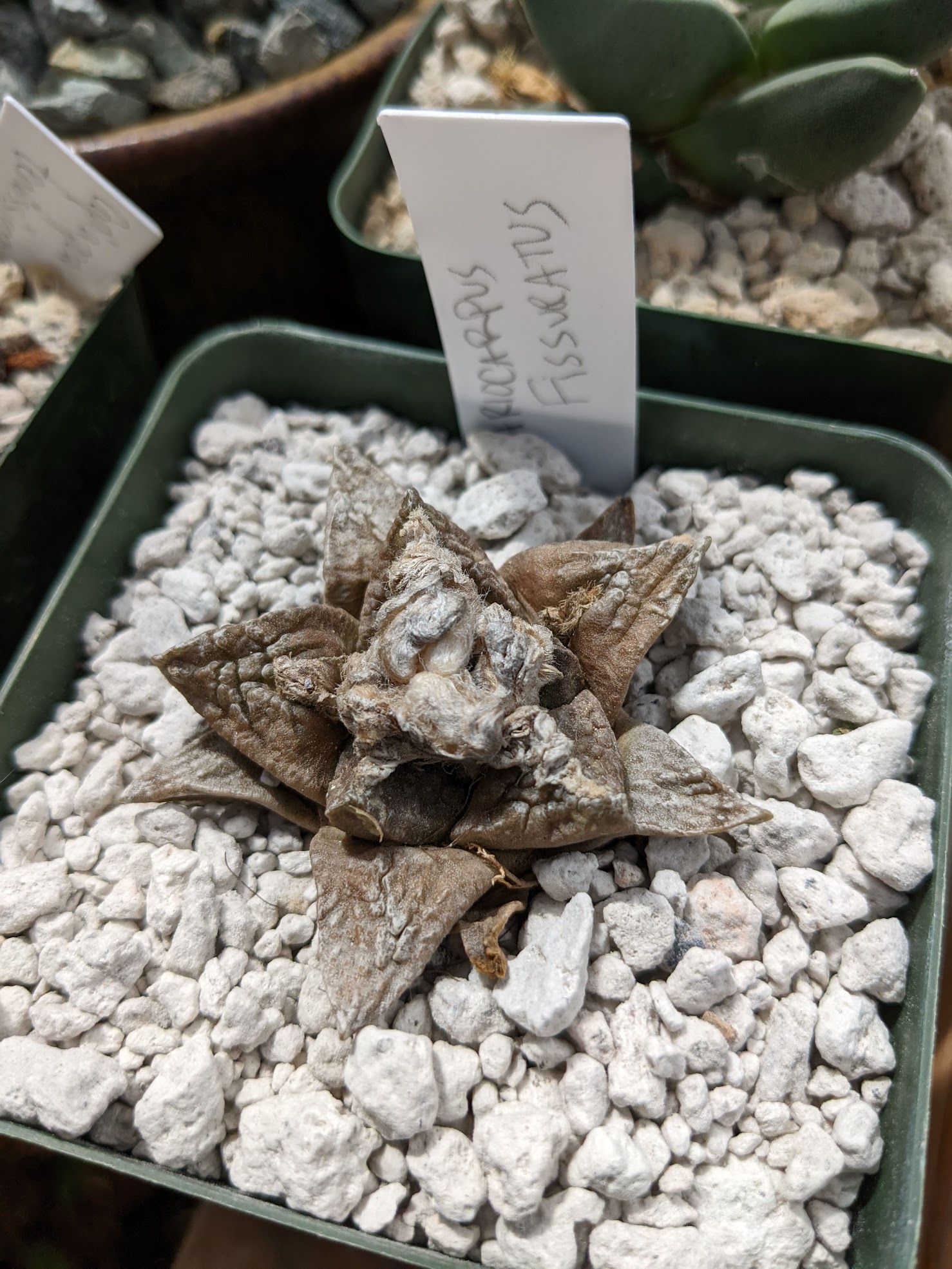 ariocarpus fissuratus