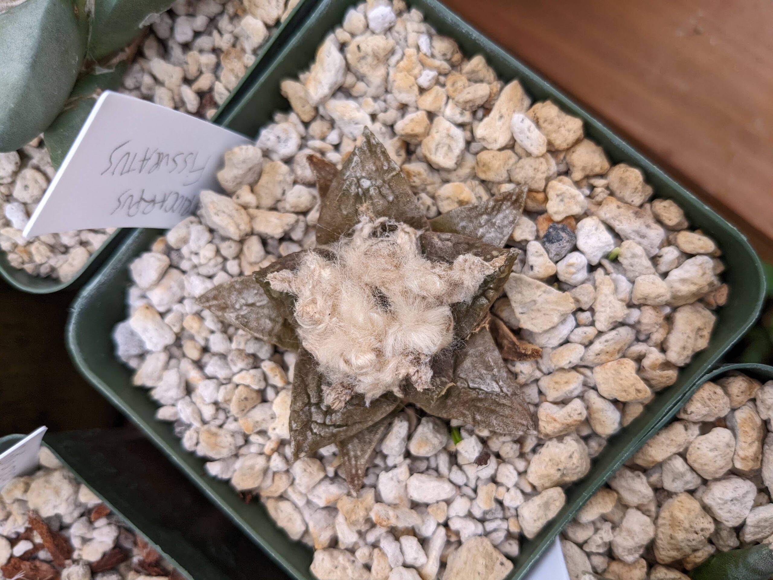 ariocarpus fissuratus