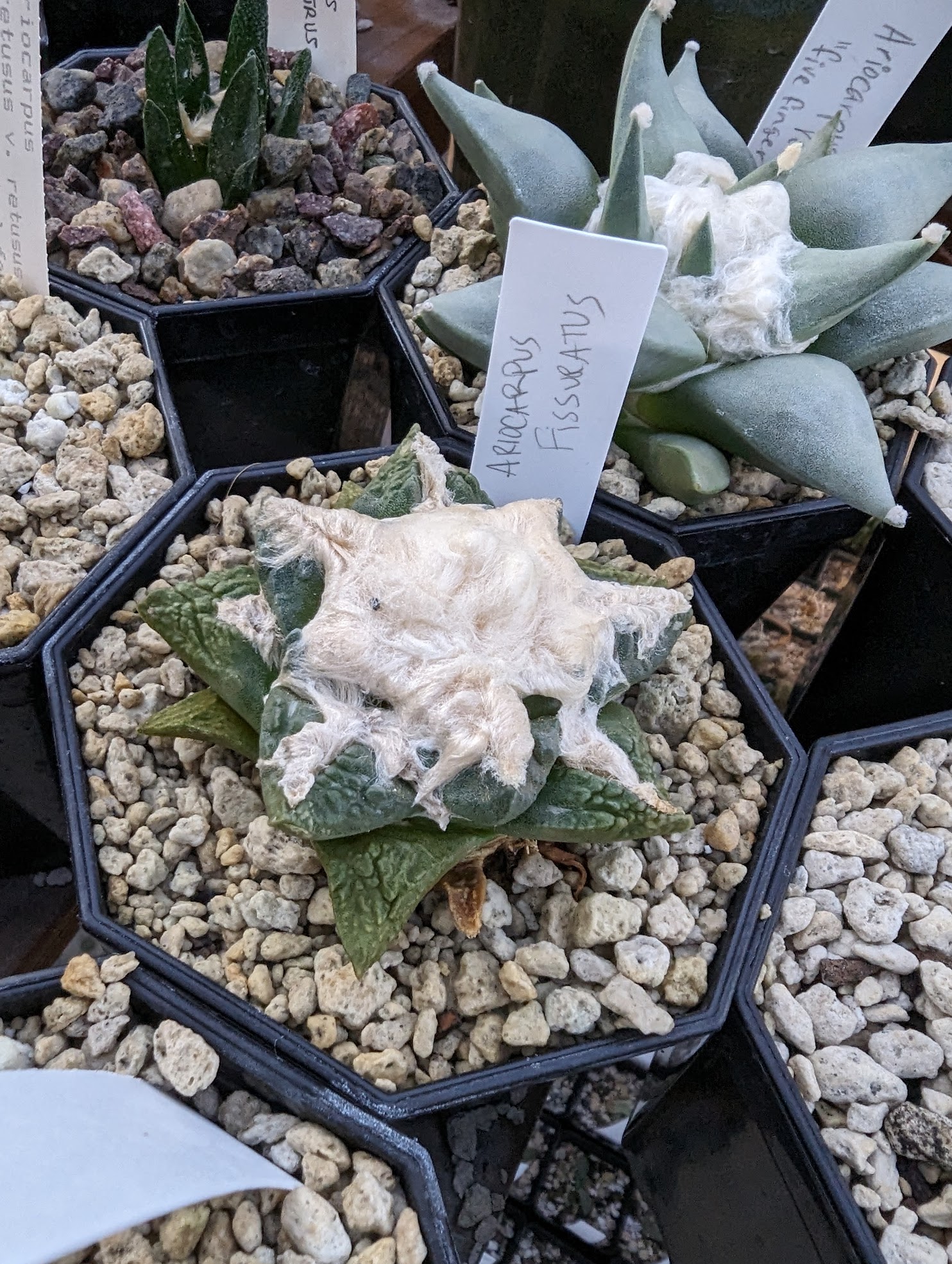 Ariocarpus retusus