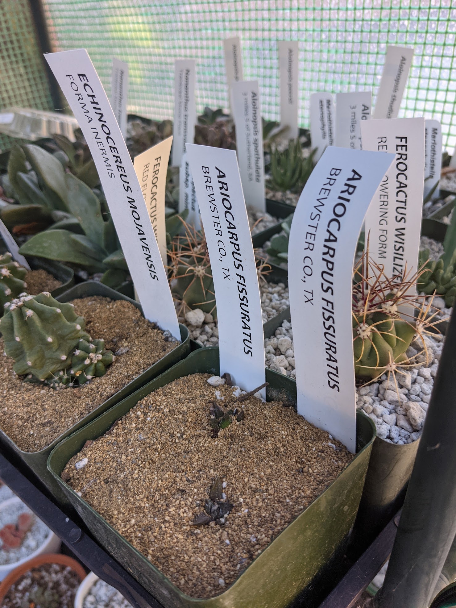 Ariocarpus fissuratus seedlings