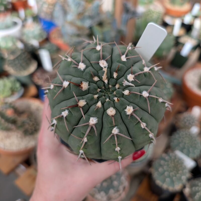 gymnocalycium vatteri