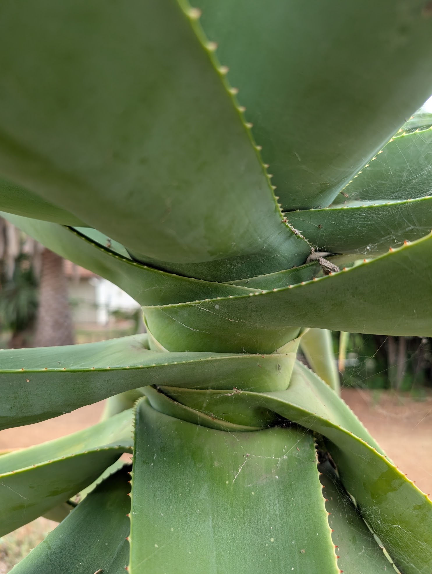 healthy aloe thraskii aloe thraskii
